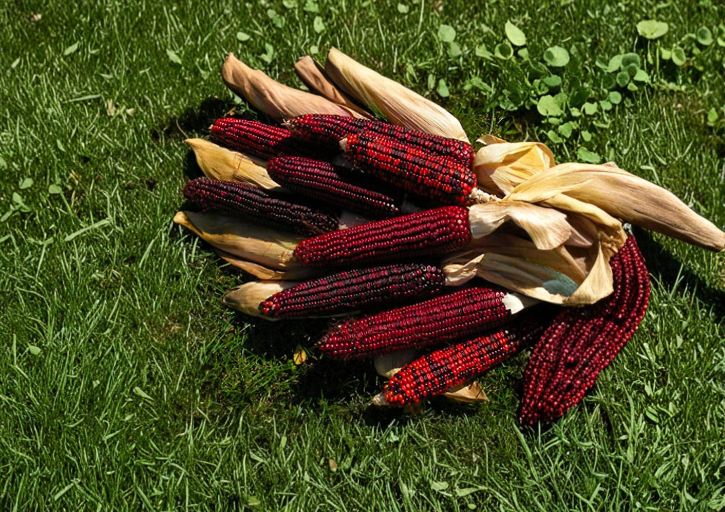 Bloody Butcher Corn Seeds - 50 Heirloom Red Field Corn for Grain, Flour, and Decorative Displays