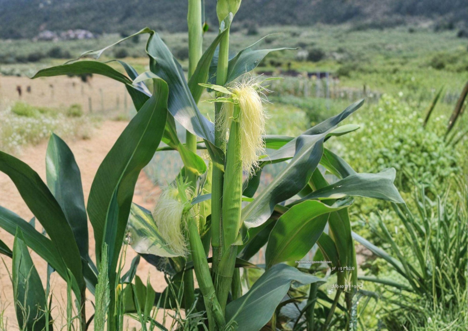 Japanese Hulless White Popcorn Seeds - Heirloom Baby Corn, 50 Seeds, Tender Hull-less Kernels, Open-Pollinated, Gourmet Snack, Home Garden