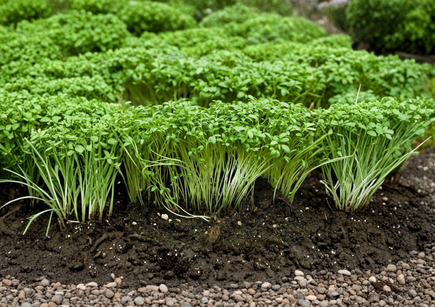 Curled Cress Seeds - Spicy Microgreen, 1000 Seeds, Garden Cress, Pepper Cress, Heirloom, Fast-Growing Leafy Green