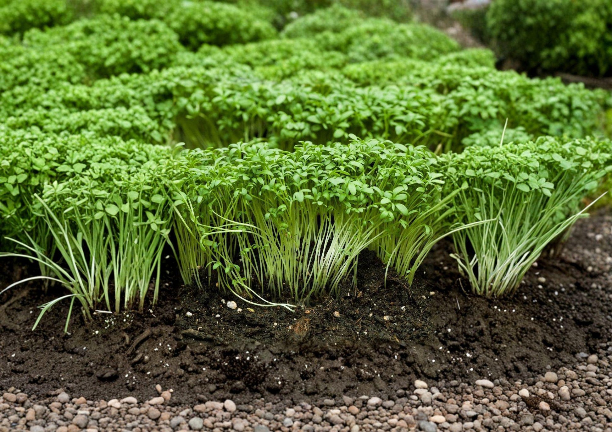 Curled Cress Seeds - Spicy Microgreen, 1000 Seeds, Garden Cress, Pepper Cress, Heirloom, Fast-Growing Leafy Green