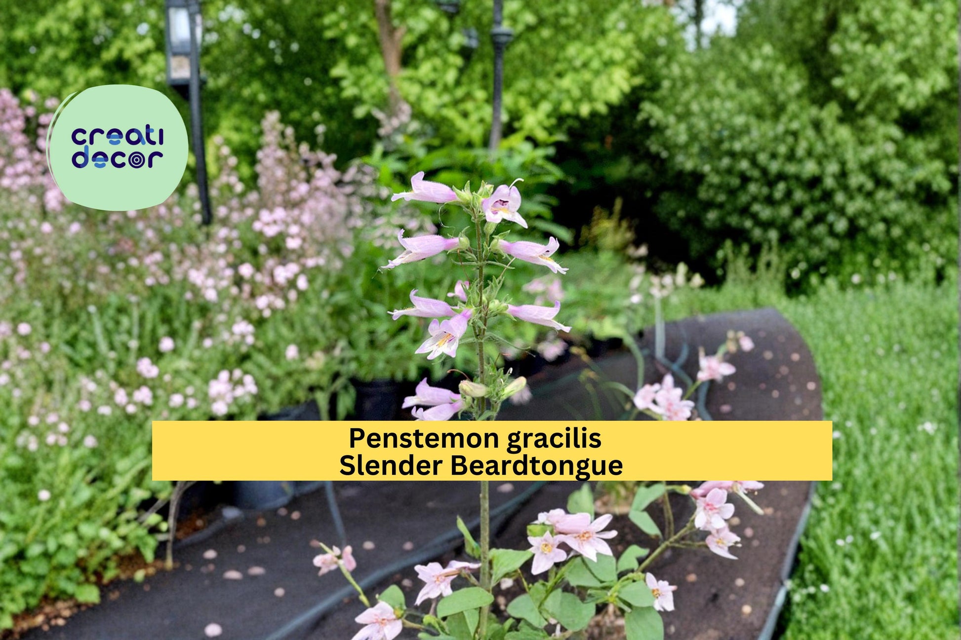 Slender Beardtongue Seeds, Penstemon gracilis, Native Wildflower, Purple Blue Tubular Blooms, 100 Seeds