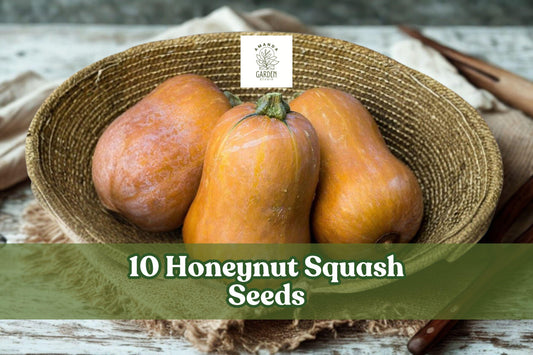 10 Honeynut Squash Seeds – Dwarf Butternut Cucurbita moschata, Compact Winter Vegetable for Garden Beds