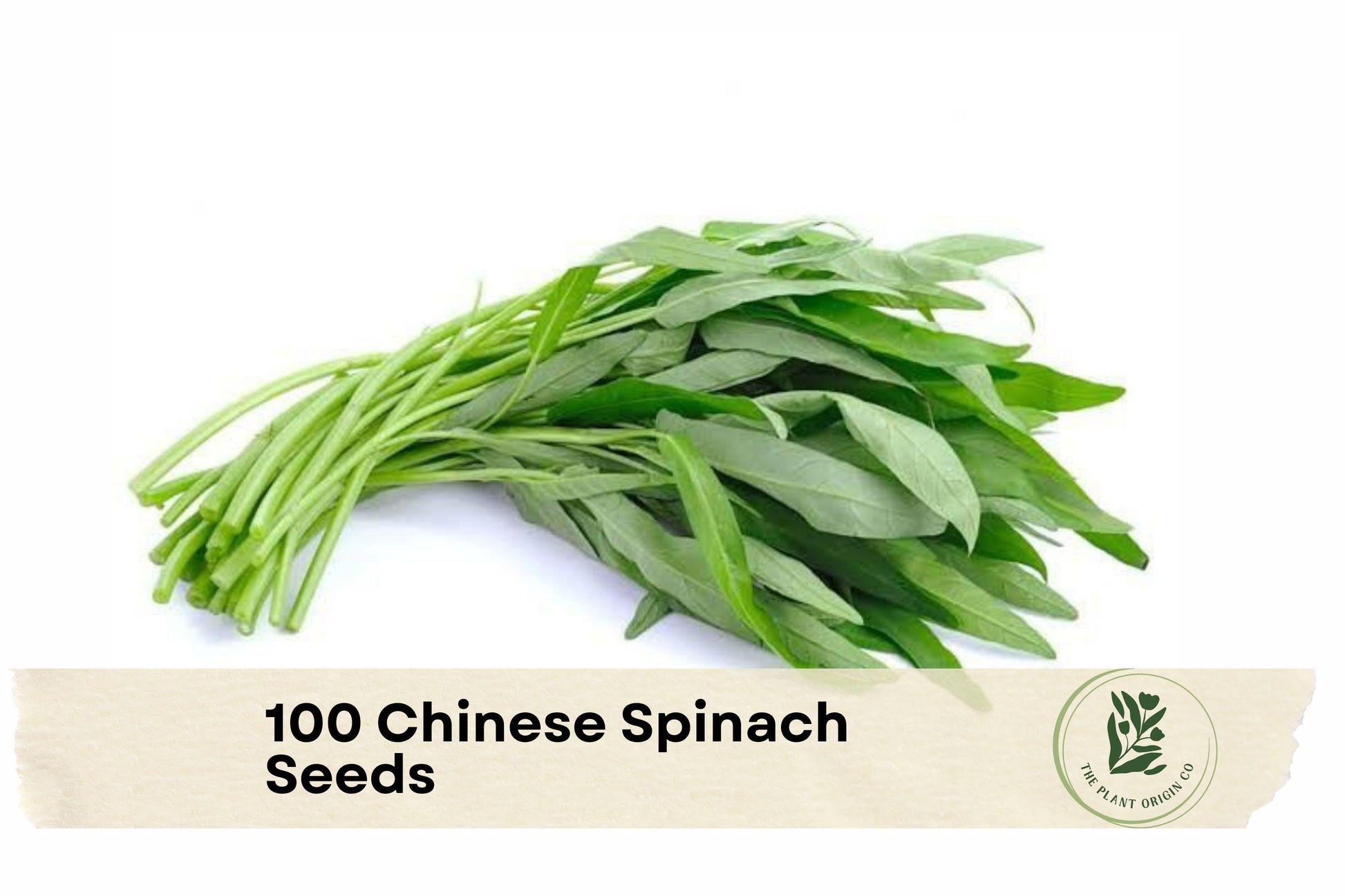 Chinese Spinach Seeds – Water Spinach Kangkong, Ipomoea aquatica, Fast-Growing Leafy Green for Vegetable Gardens and Containers