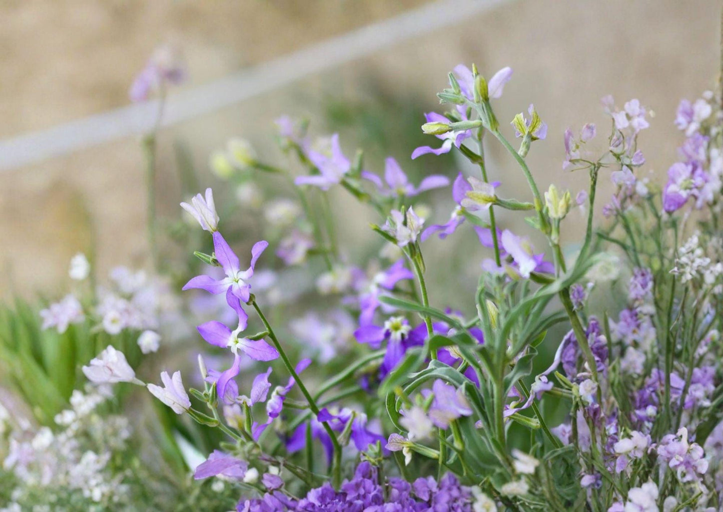 Evening Scented Stock Seeds – Night Blooming Fragrant Annual Flower, Matthiola longipetala, 100 Seeds