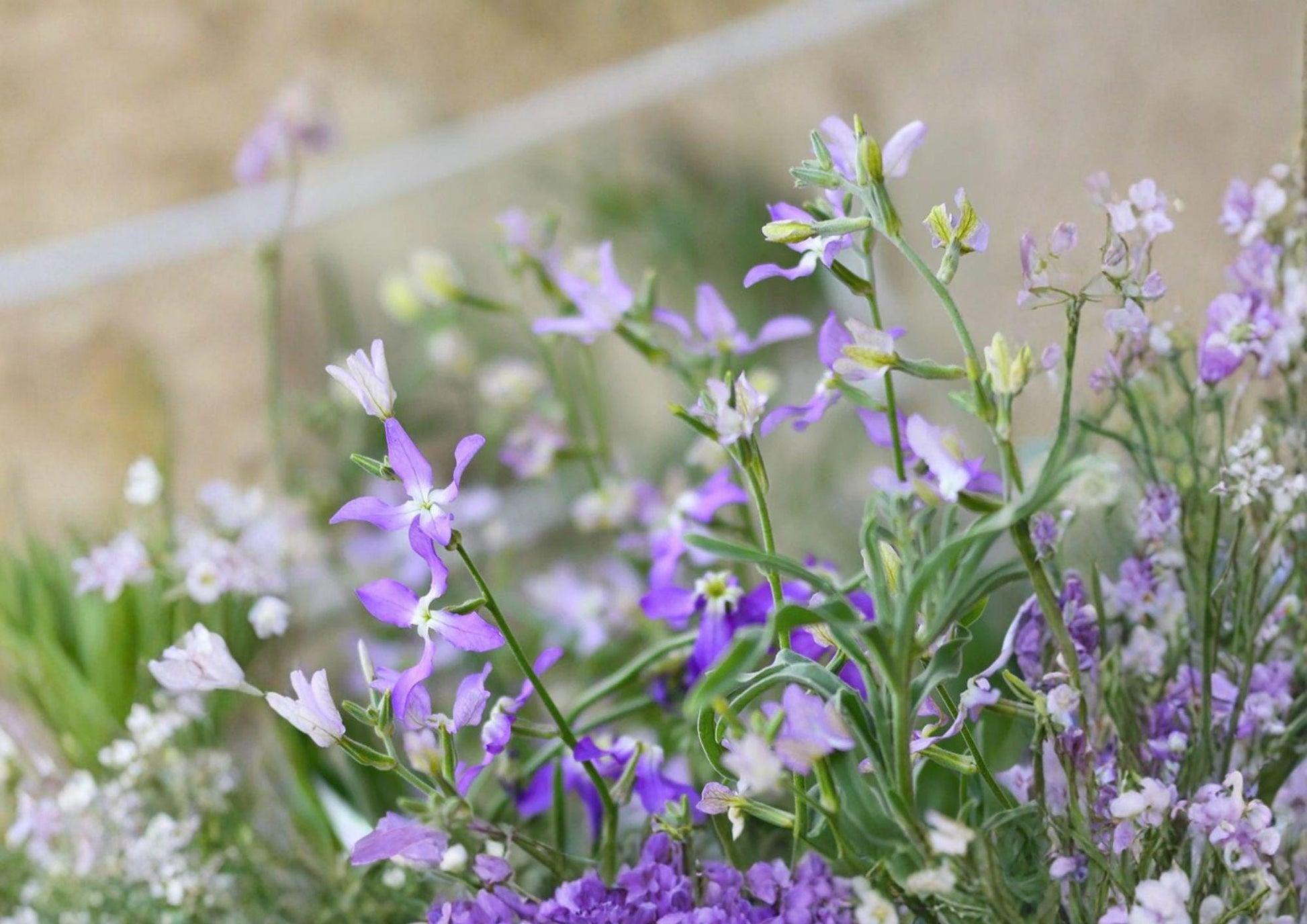Evening Scented Stock Seeds – Night Blooming Fragrant Annual Flower, Matthiola longipetala, 100 Seeds