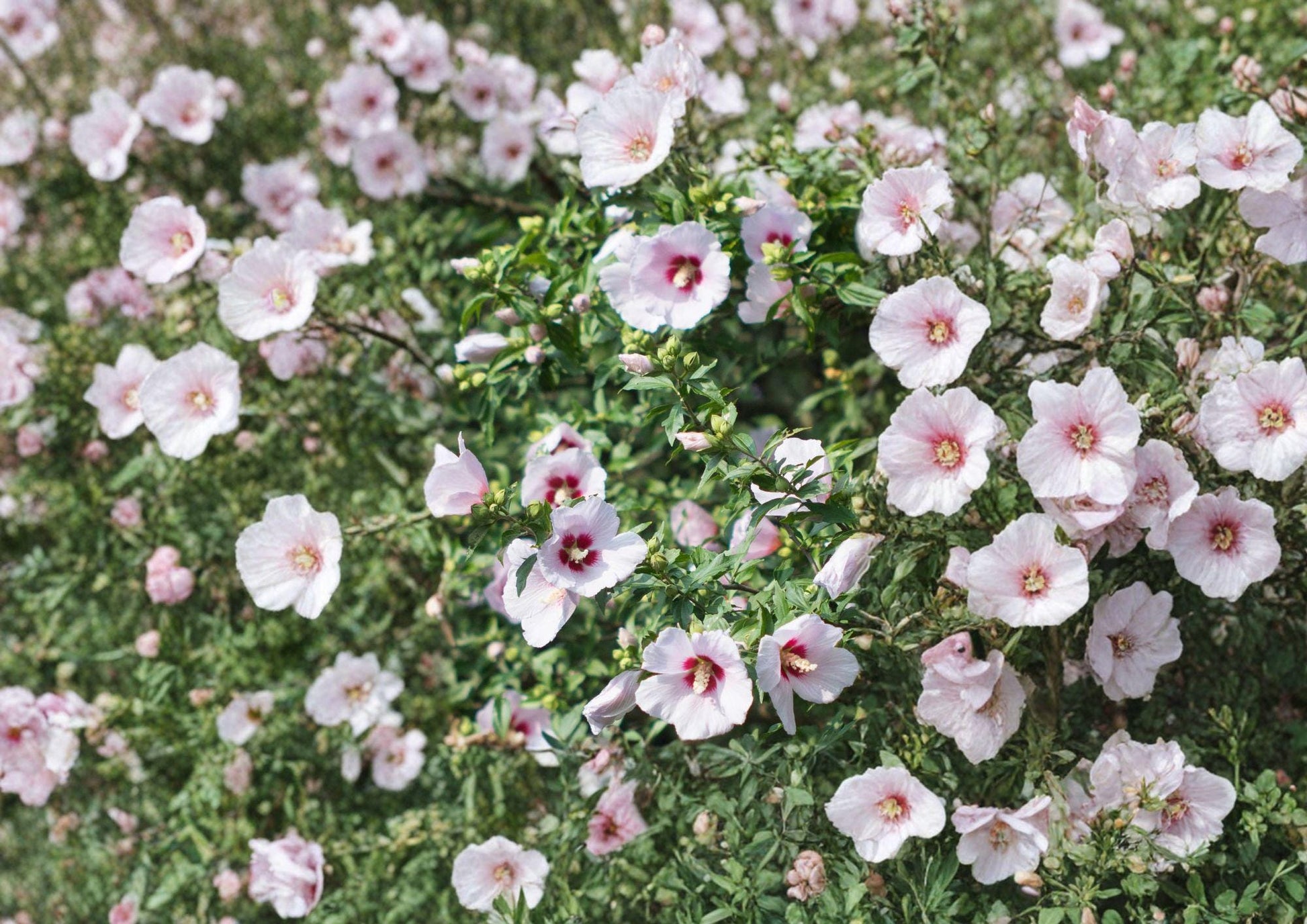 Rose of Sharon Seeds – Hardy Hibiscus Shrub for Garden Hedges, Large Tropical-Style Blooms, Hibiscus syriacus