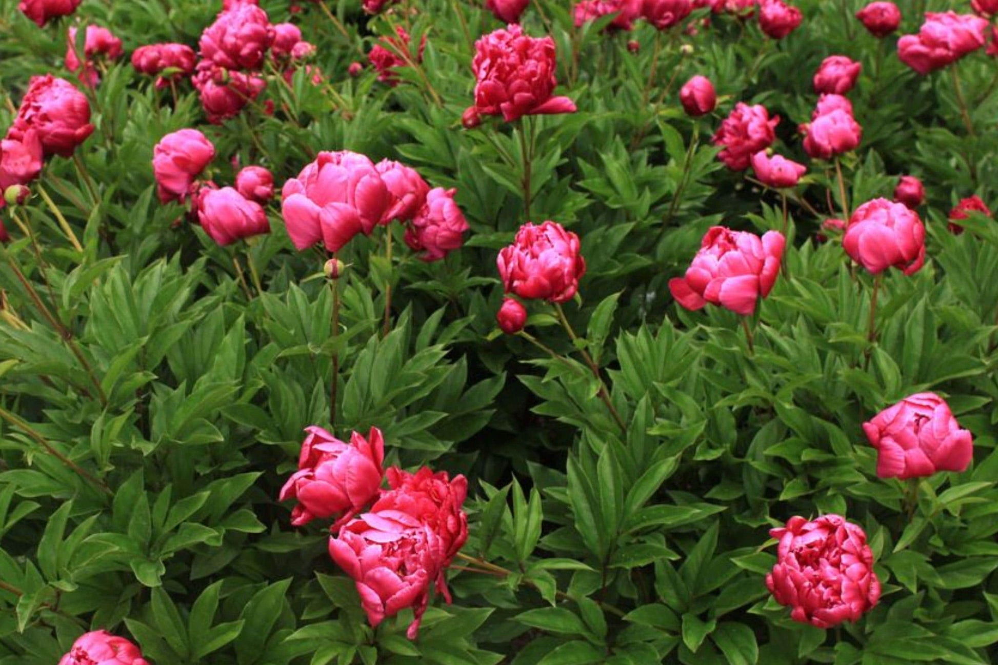 Chinese Herbaceous Peony Seeds – Fragrant Perennial Flower Bed Plant, Paeonia lactiflora, 5 Pack