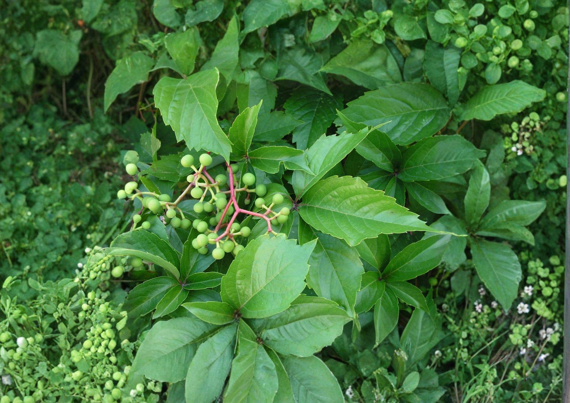 Virginia Creeper Seeds – Fast Growing Native Climbing Vine with Red Fall Foliage, Parthenocissus quinquefolia, 10 Seeds