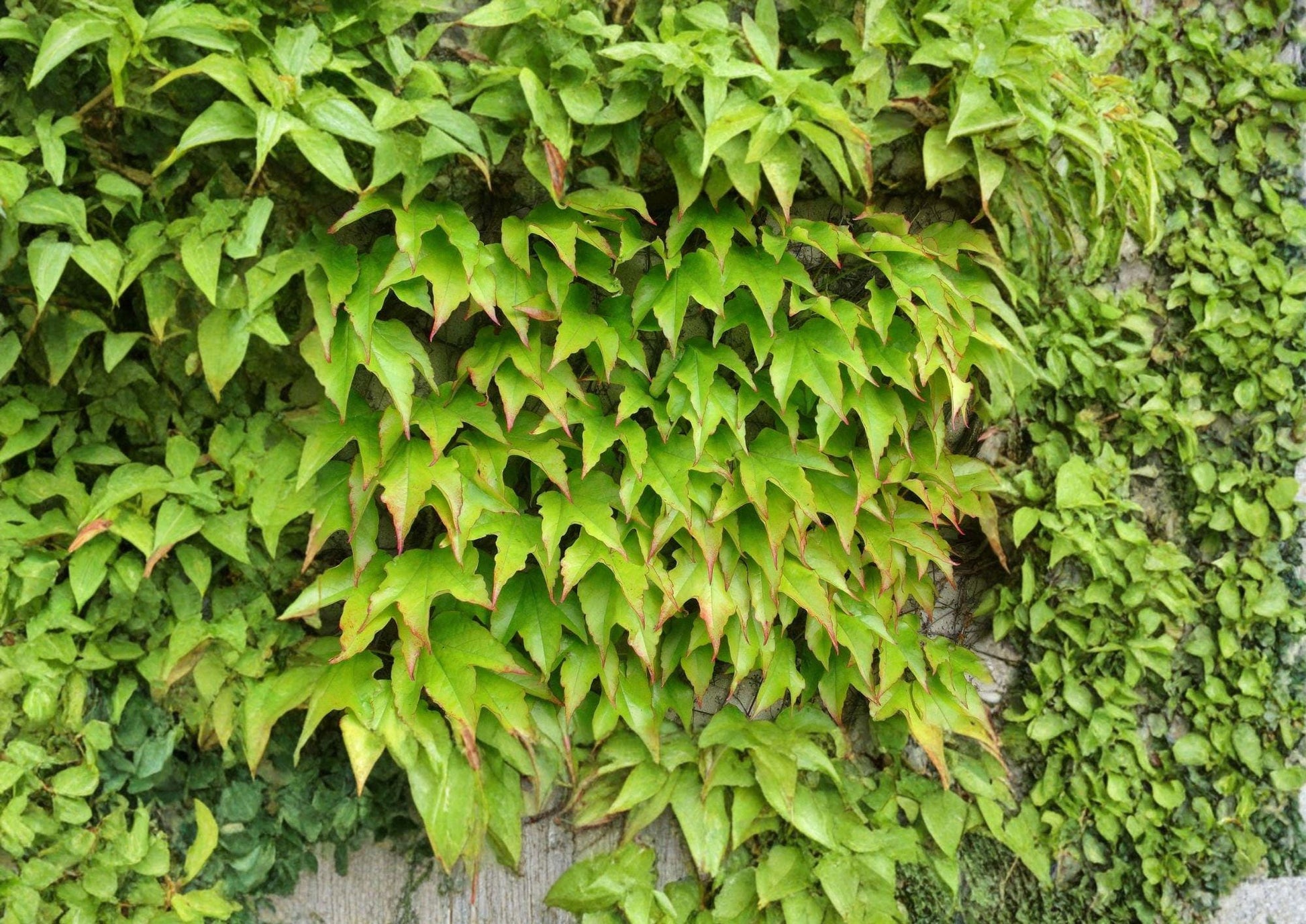 Boston Ivy Seeds – Fast Growing Climbing Vine with Red Fall Foliage, Parthenocissus tricuspidata, Landscape Cover, Wall Climber