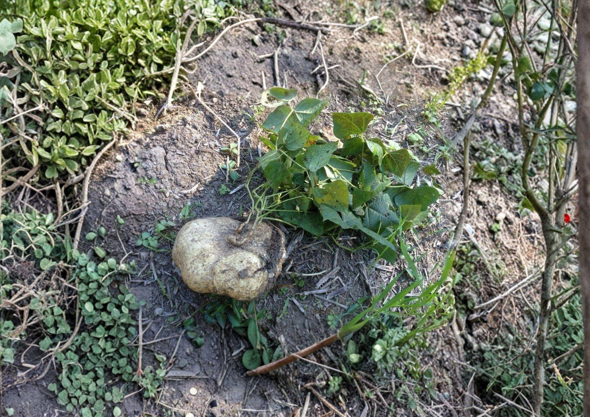 True Jicama Seeds - Climbing Vine, Tropical Root Vegetable, Pachyrhizus erosus, 10 Seeds