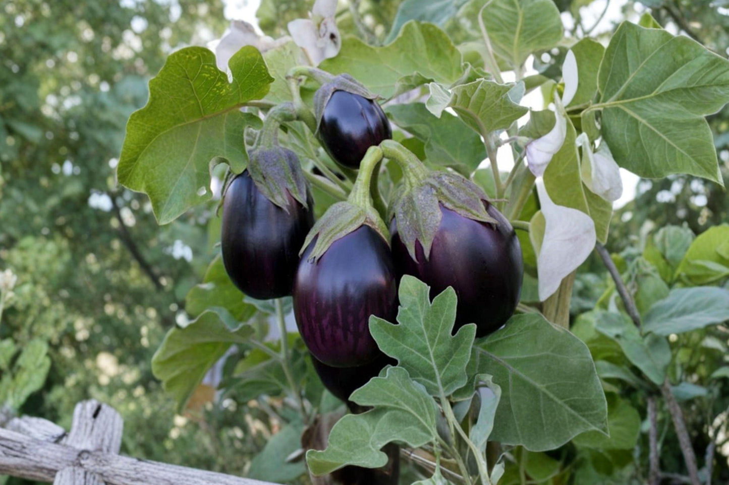 Black Beauty Eggplant Seeds - Heirloom Non-GMO Open-Pollinated 100 Pack for Home Gardens, Full Sun, Large Deep-Purple Fruits