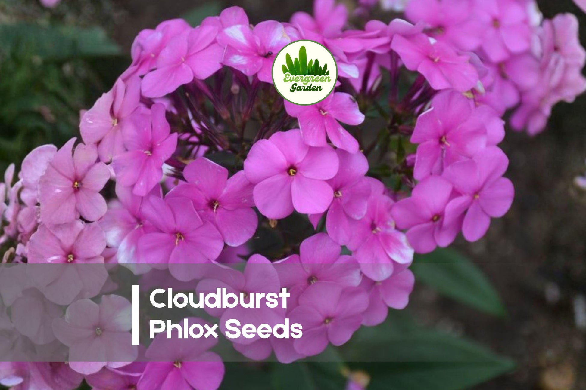 Cloudburst Phlox Seeds – 100 Lavender Pink Rose Blooms, Compact Annual, Phlox drummondii for Borders, Containers & Pollinator Gardens
