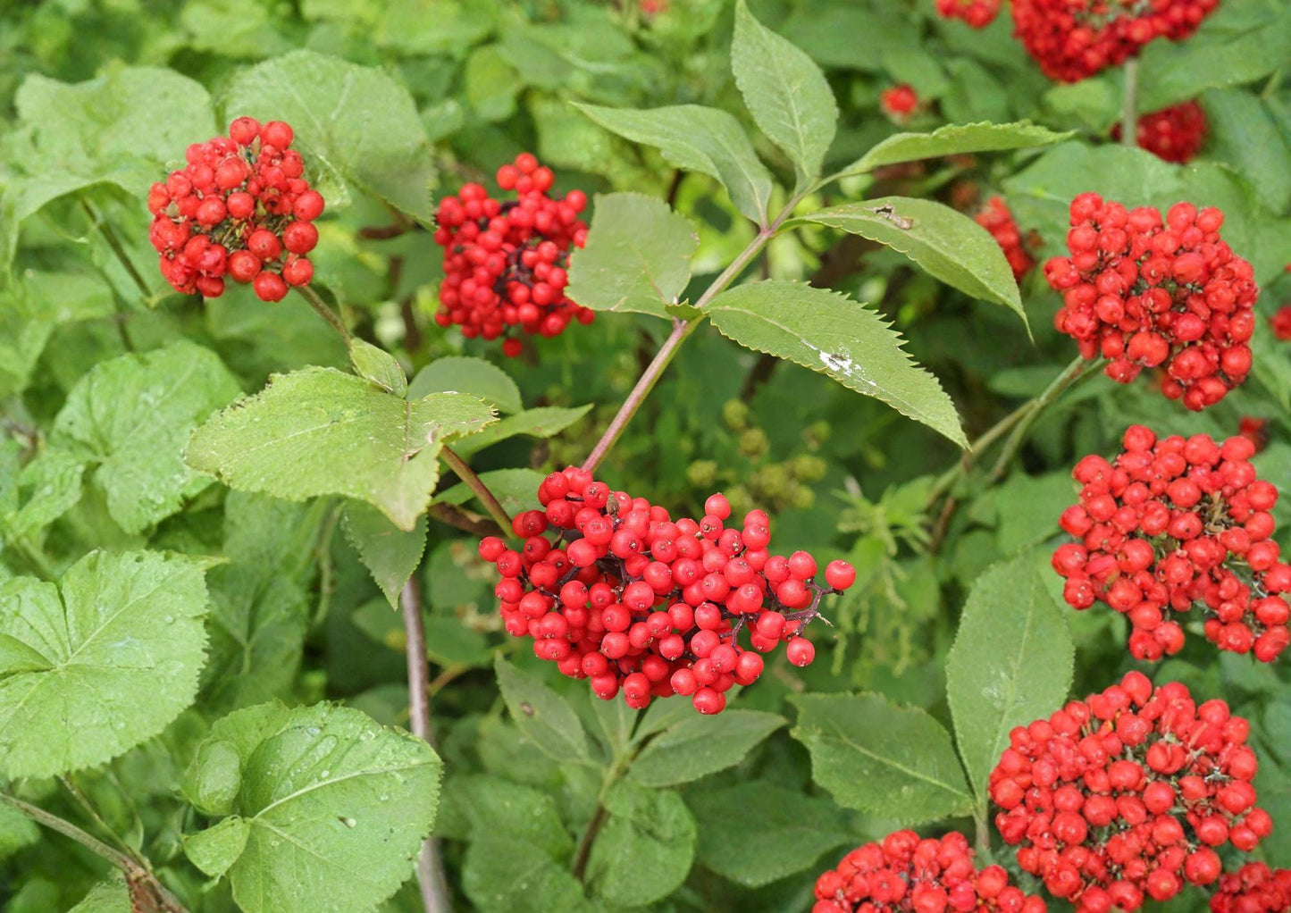 Red Elderberry Seeds – Hardy Shrub with White Flowers & Red Berries, Sambucus racemosa, Wildlife Garden Plant