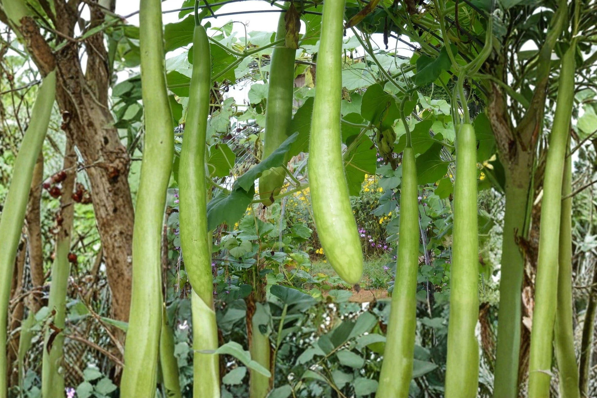 Italian Cucuzzi Gourd Seeds – Non-GMO Heirloom, Extra-Long Edible Vine, Lagenaria siceraria, Climbing Vegetable Seed Pack