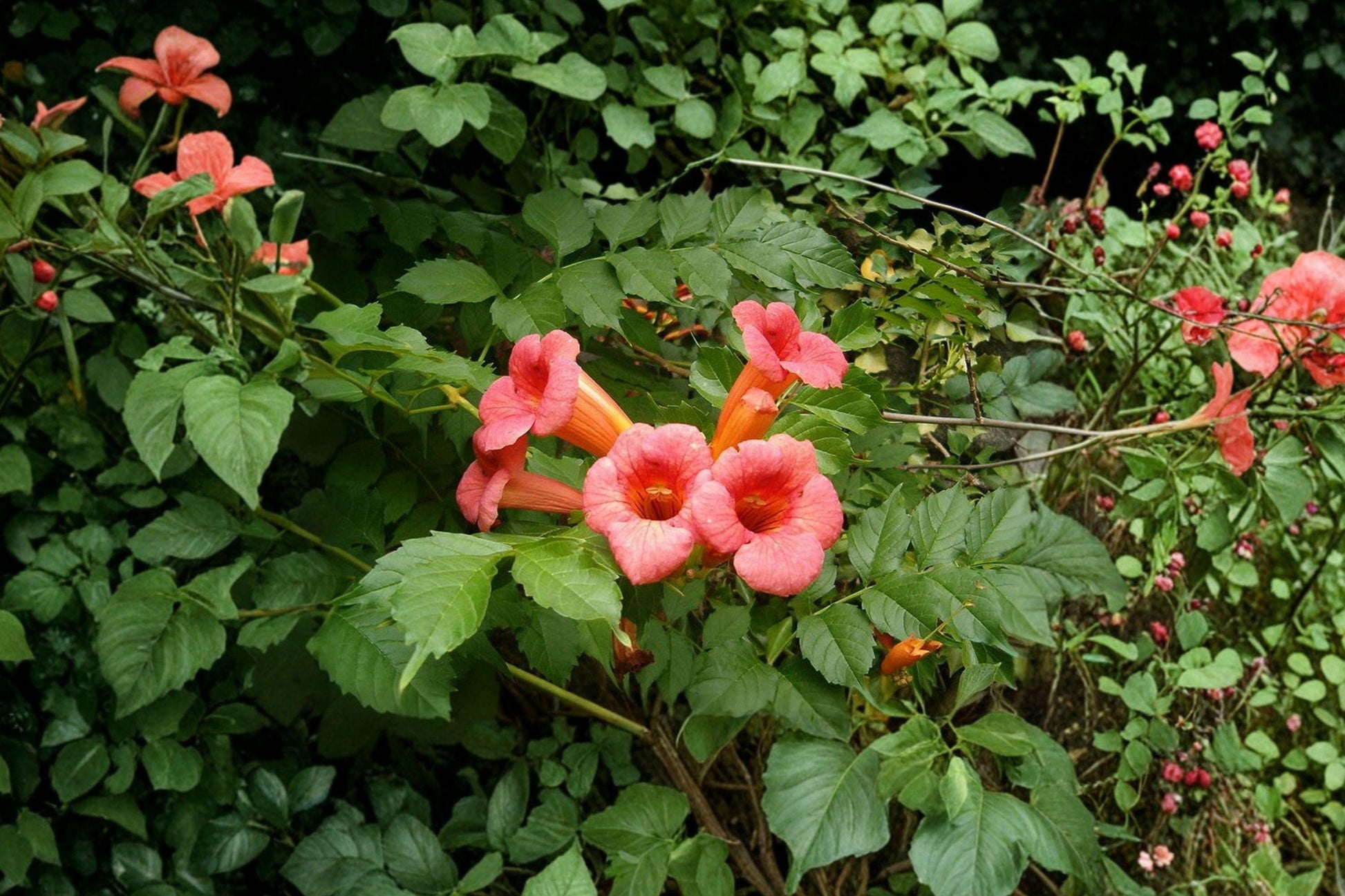 Trumpet Creeper Vine Seeds – Climbing Plant with Bright Orange Trumpet Flowers, Campsis radicans, 30 Seeds