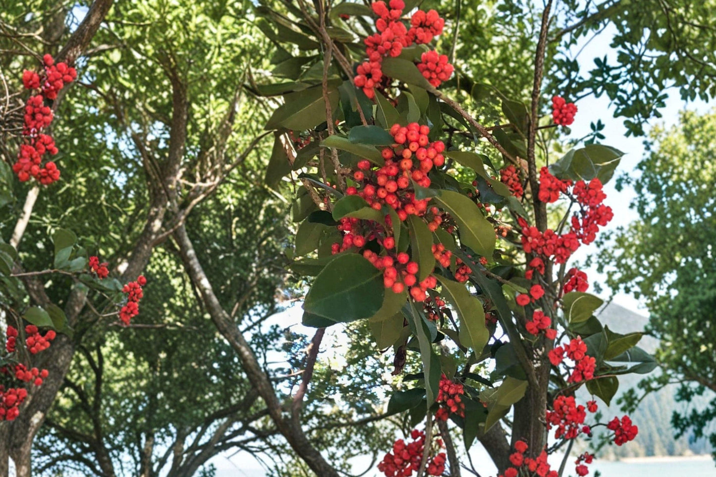 Kurogane Holly Seeds – Round Leaf Evergreen Tree for Hedges, Ornamental Landscape, Ilex rotunda, 25 Seeds