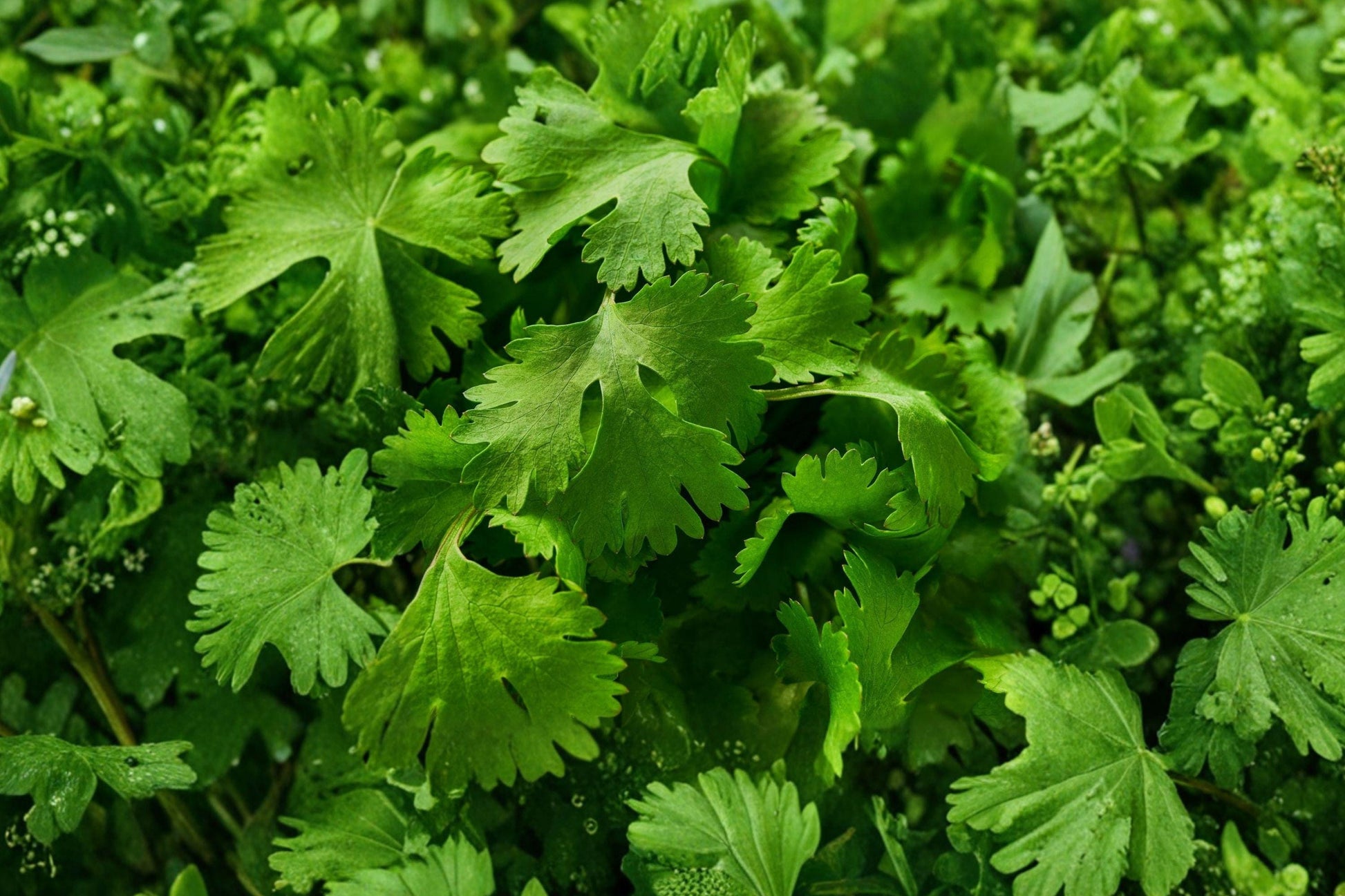 Leisure Cilantro Seeds – Slow Bolting Heirloom Coriander, Non-GMO, 100 Seeds for Fresh Leaves & Spices, Container & Garden Growing