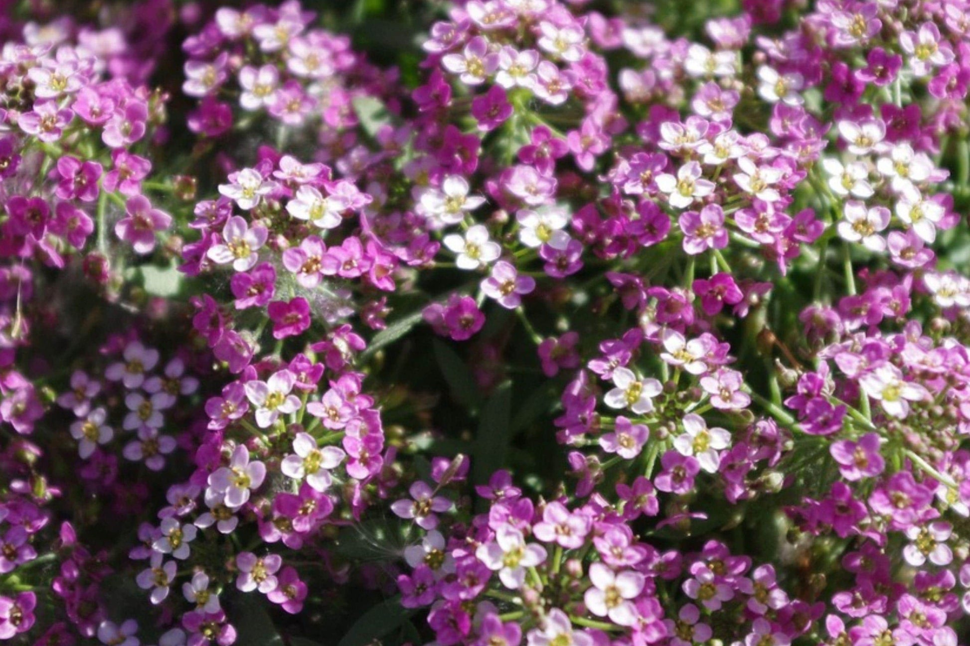 Dwarf Pink Sweet Alyssum Seeds – Fragrant Low-Growing Annual Flower for Borders, Containers & Ground Cover (Lobularia maritima)