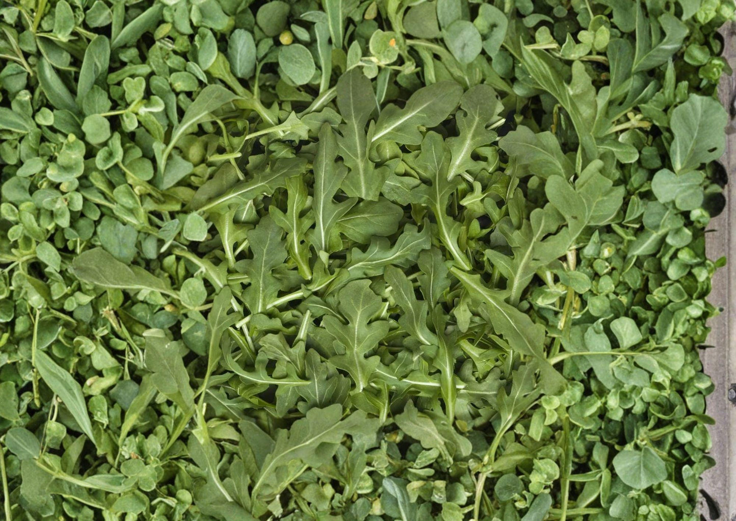 Arugula Herb Seeds - 500 Heirloom Rocket Salad Greens for Fresh, Peppery Flavor, Cool-Season Leafy Herb
