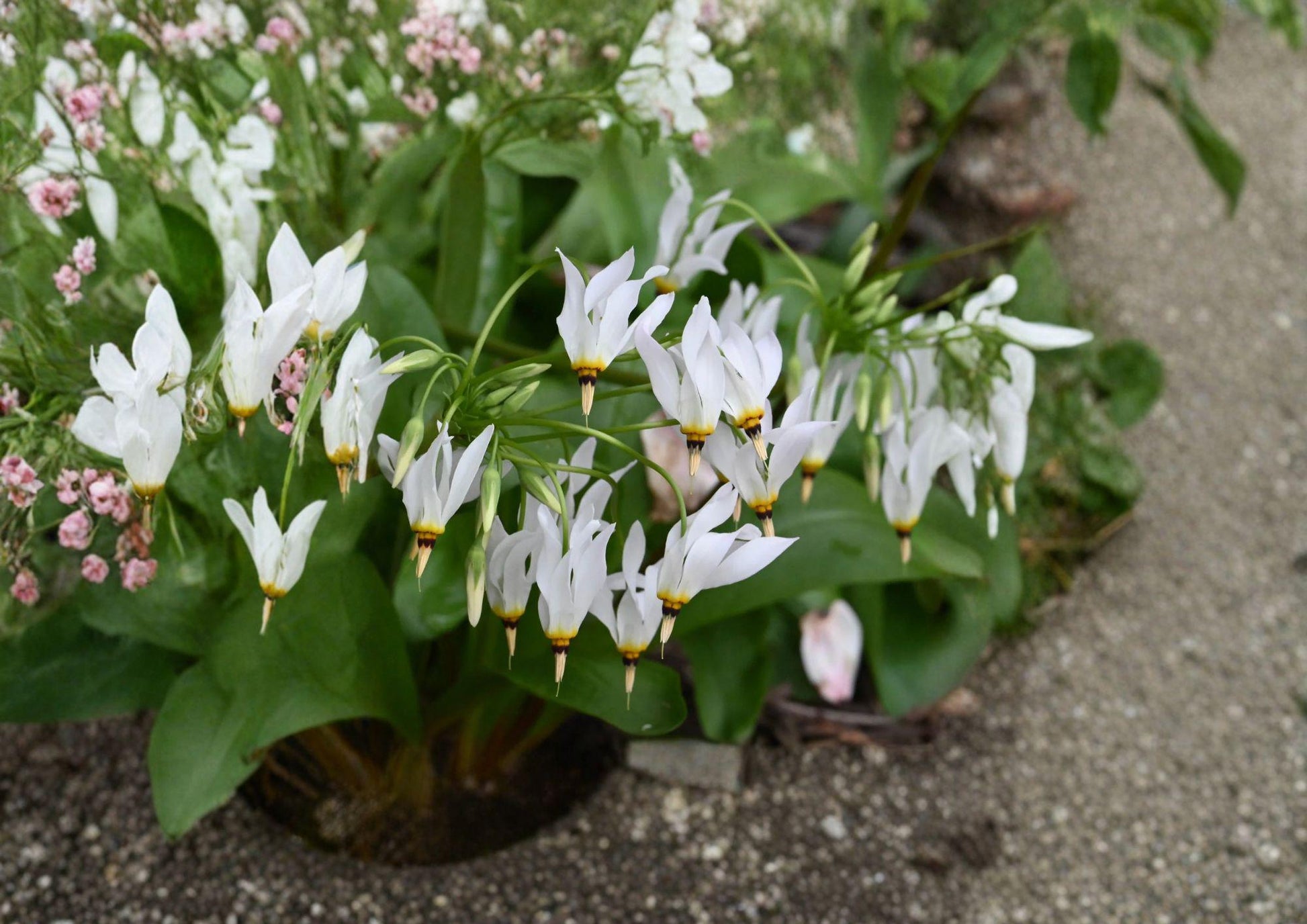 Midland Shooting Star Seeds – Native Pink Wildflower for Woodland Gardens – Dodecatheon meadia, Pollinator Attracting Perennial