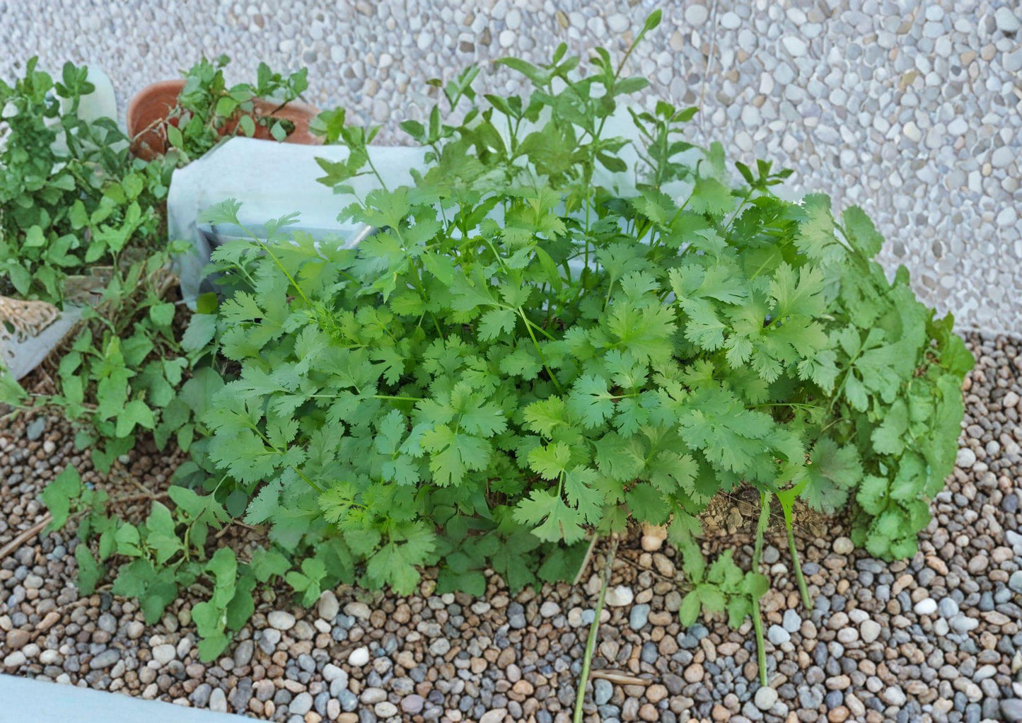 Cilantro Seeds, Slow-Bolt Coriander, Aromatic Herb for Culinary Use, 100 Seeds
