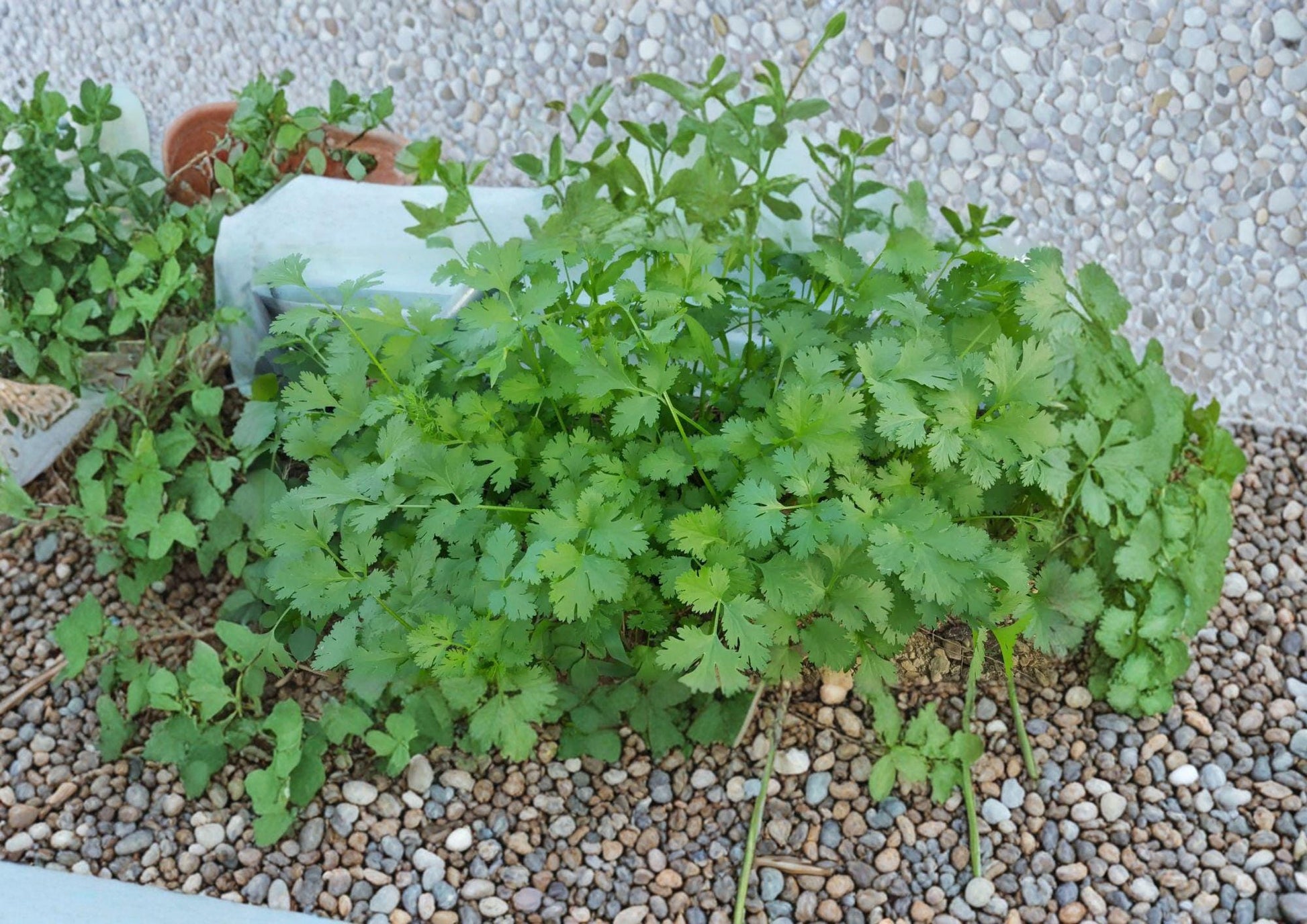 Cilantro Seeds, Slow-Bolt Coriander, Aromatic Herb, Culinary Use, 100 Seeds