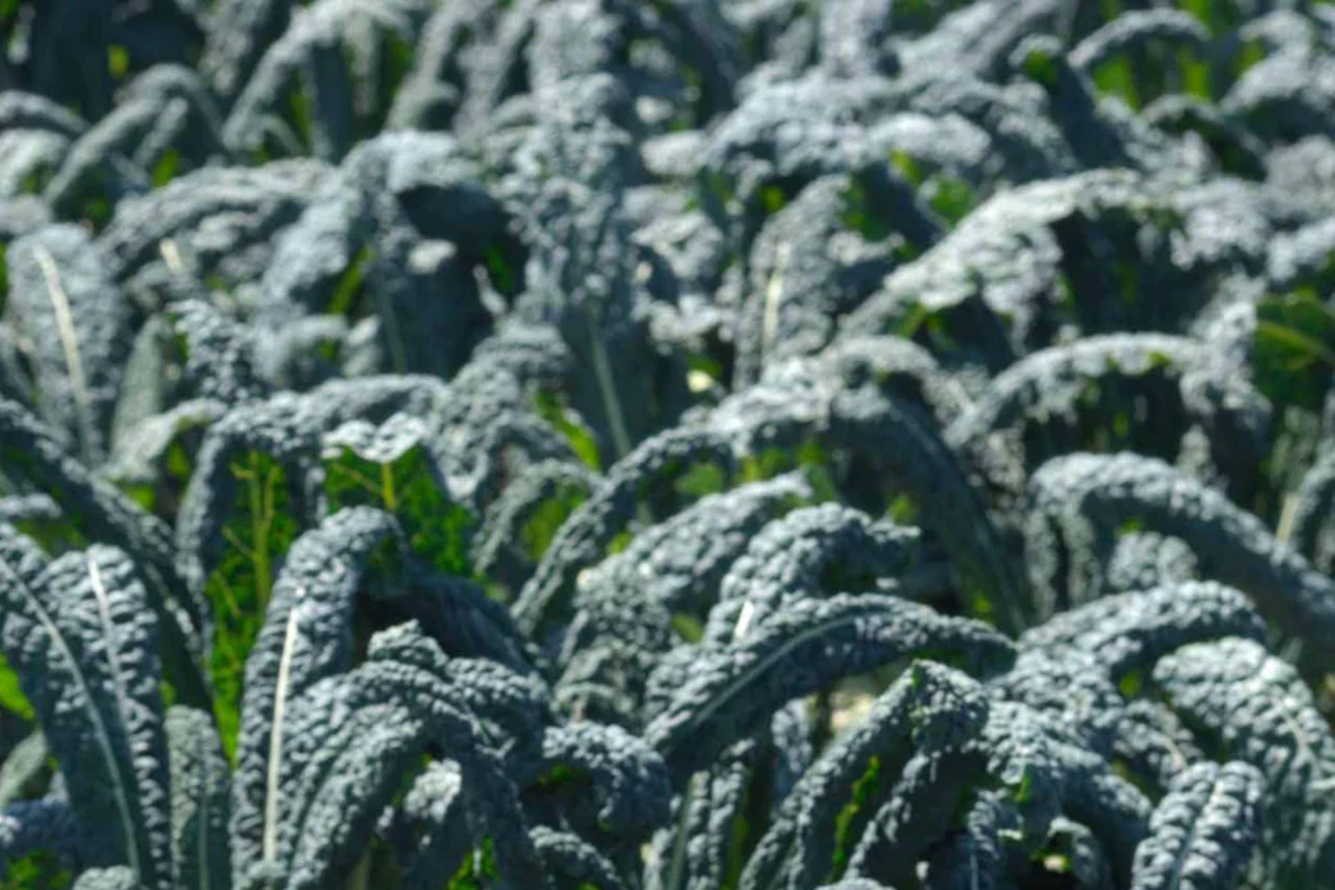 Lacinato Kale Seeds 500 Pack Black Tuscan Heirloom Cavolo Nero Non-GMO Cold-Hardy Vegetables