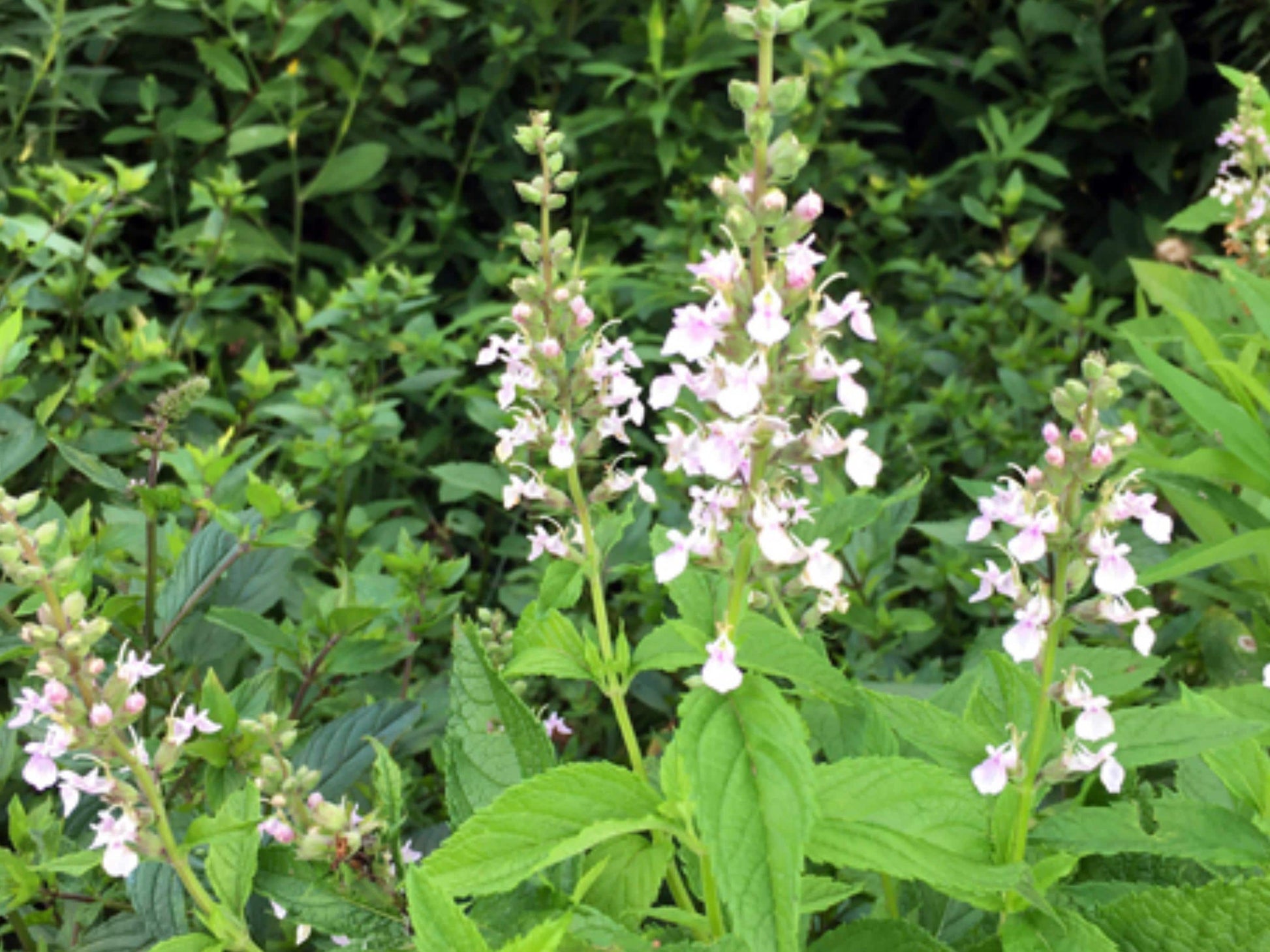 Teucrium canadense Seeds – American Germander Native Perennial for Pollinator Gardens, Prairie, Rain Gardens, 40 Seeds