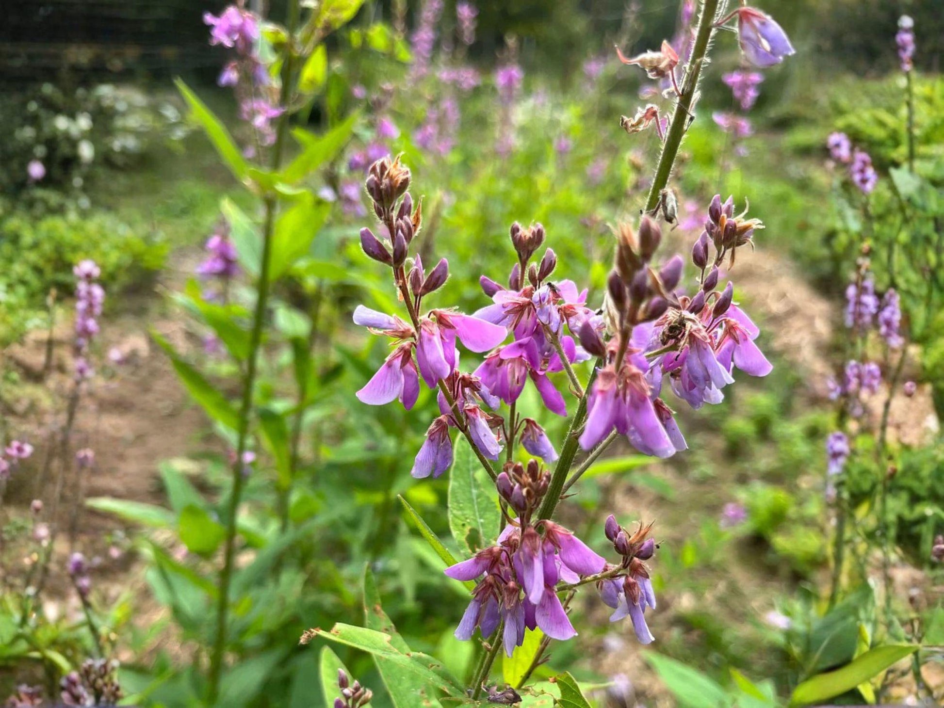 Desmodium Canadense Seeds – Showy Tick Trefoil Native Wildflower – Pink Prairie Legume for Pollinators & Soil Health
