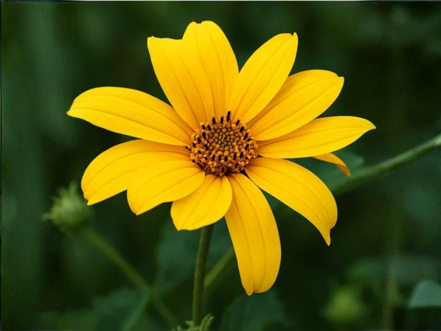 Verbesina Helianthoides Seeds – Yellow Crownbeard Native Wildflower – Pollinator Perennial for Gardens & Prairies