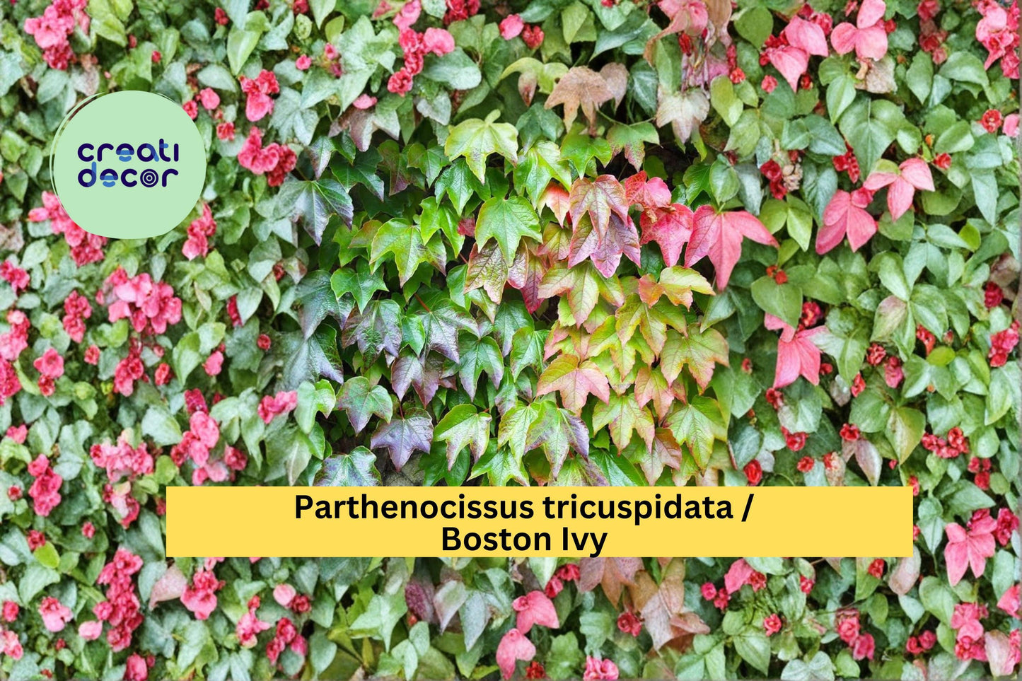 Boston Ivy Seeds, Parthenocissus tricuspidata, Climbing Vine, Fall Color, Garden Plant, 10 Seeds