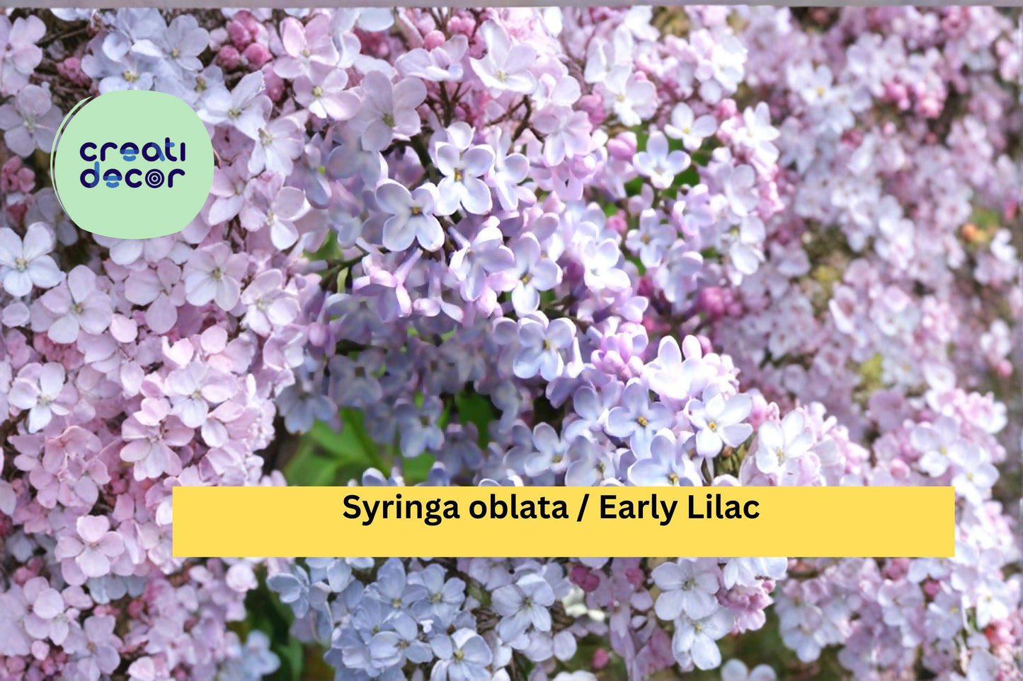 Early Lilac Seeds Syringa oblata - Fragrant Purple Flowering Shrub Seeds for Garden Borders & Landscape