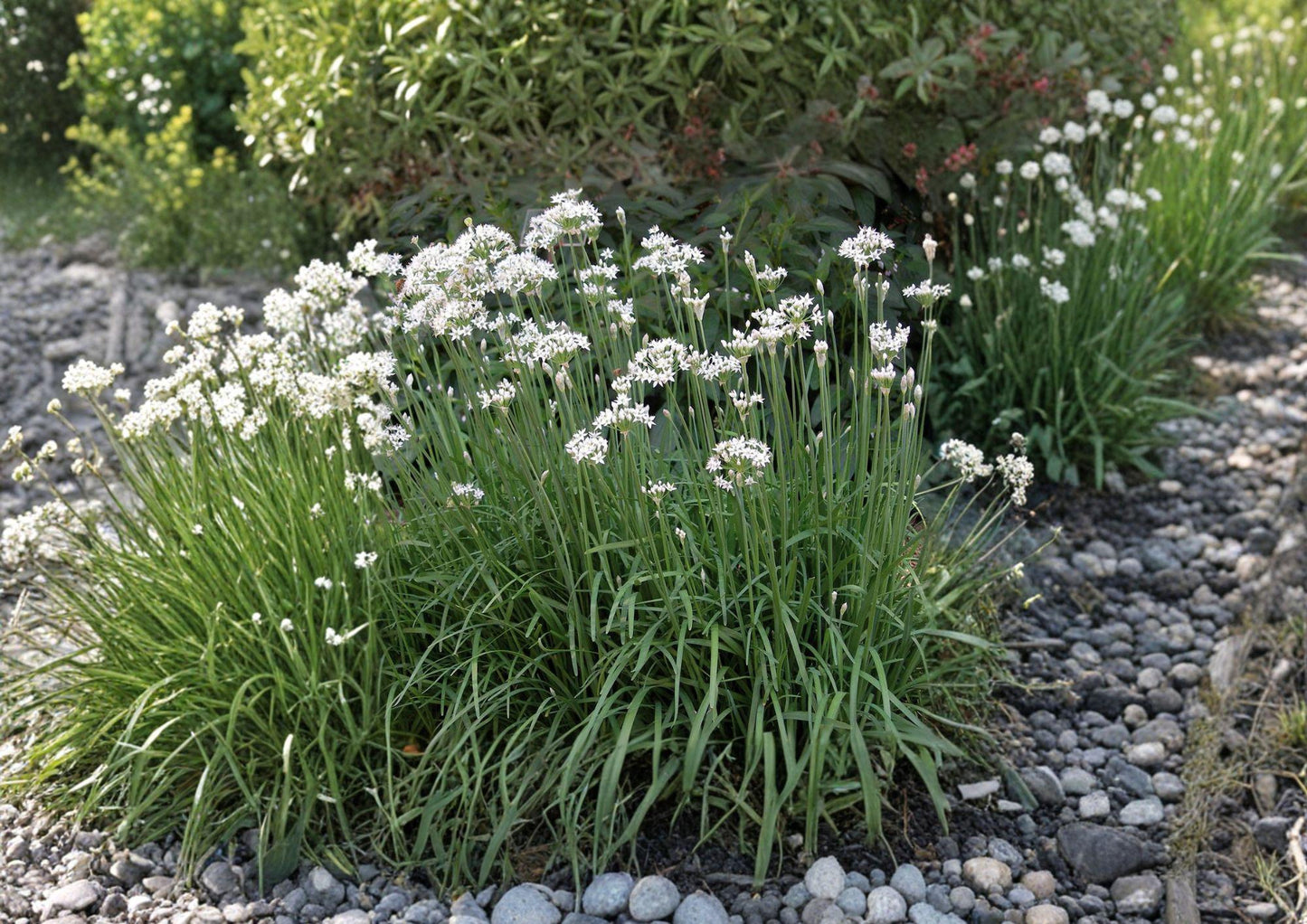Garlic Chives Herb Seeds 100 Allium tuberosum Perennial Culinary Garden Plant, Aromatic Green Foliage
