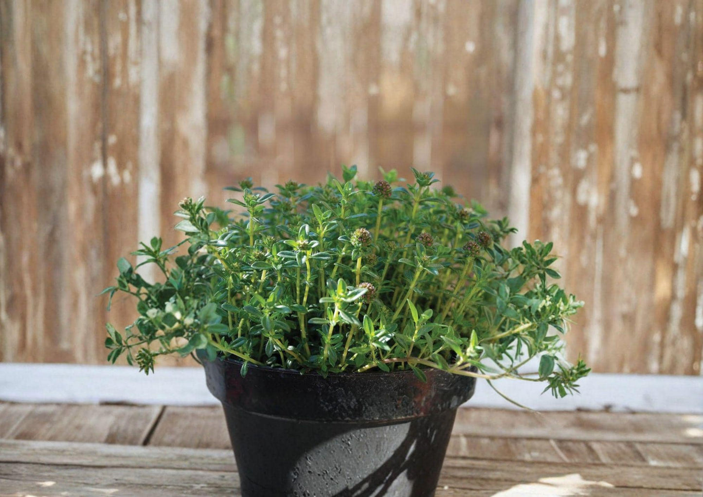 Summer Savory Herb Seeds – Aromatic Culinary Annual for Garden & Containers, 500 Seeds