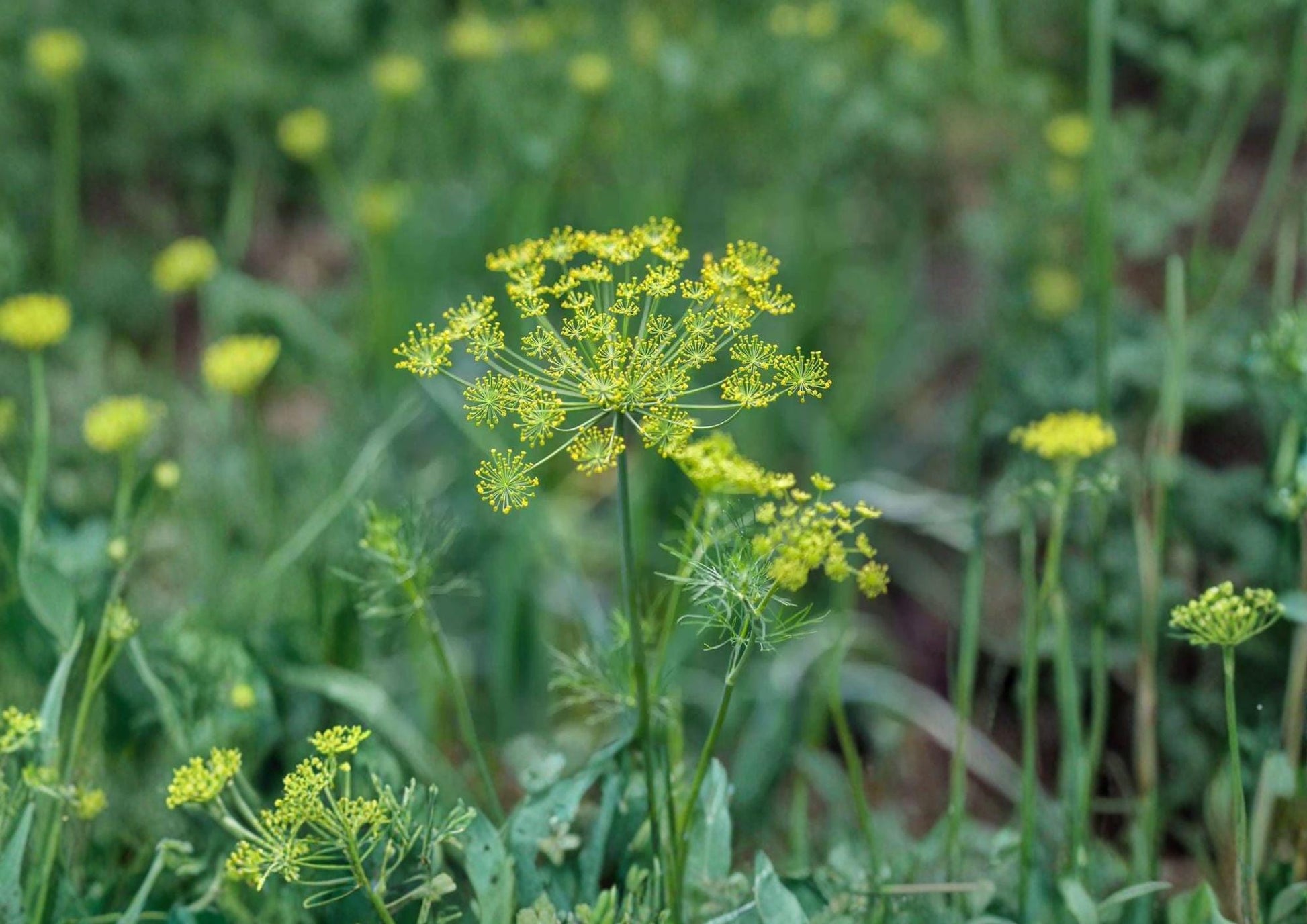 Caraway Herb Seeds 300 Count | Aromatic Culinary Biennial Plant for Herb Gardens | Carum carvi