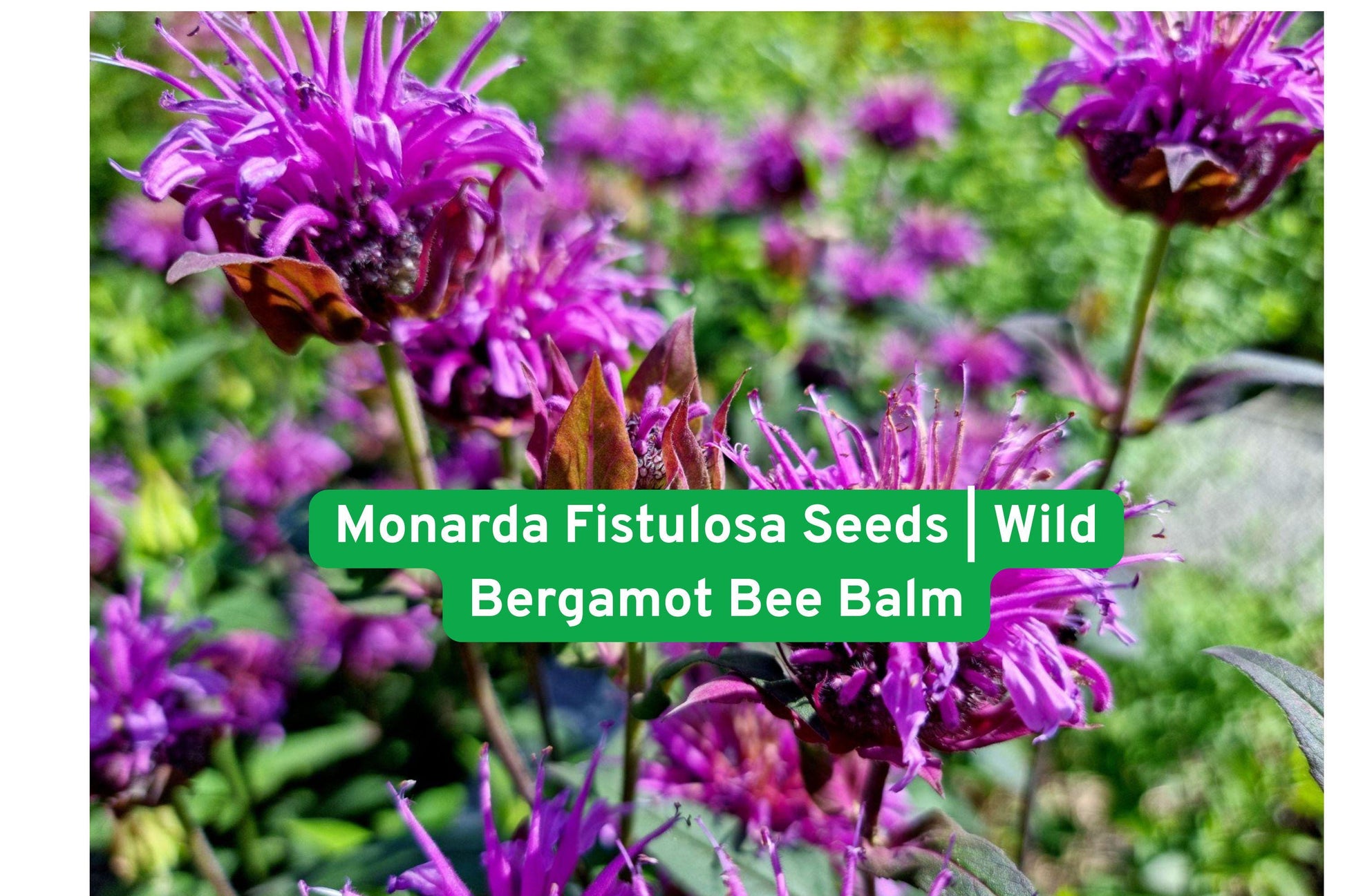 Wild Bergamot seeds, Bee Balm, Prairie flower, Native wildflower, Perennial plant, Lavender blooms, Pollinator garden, Drought tolerant, Aromatic foliage, Butterfly attractant, Sunny meadow plant, North American native