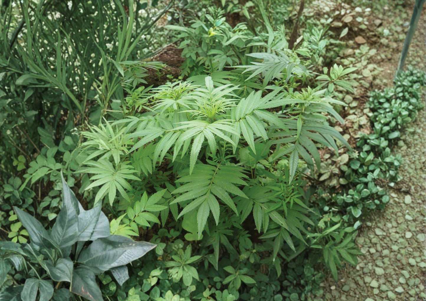Black Mint Huacatay Seeds – Aromatic Peruvian Culinary Herb, Feathery Green Foliage, Minty-Anise Fragrance, Tagetes minuta, 100 Seeds