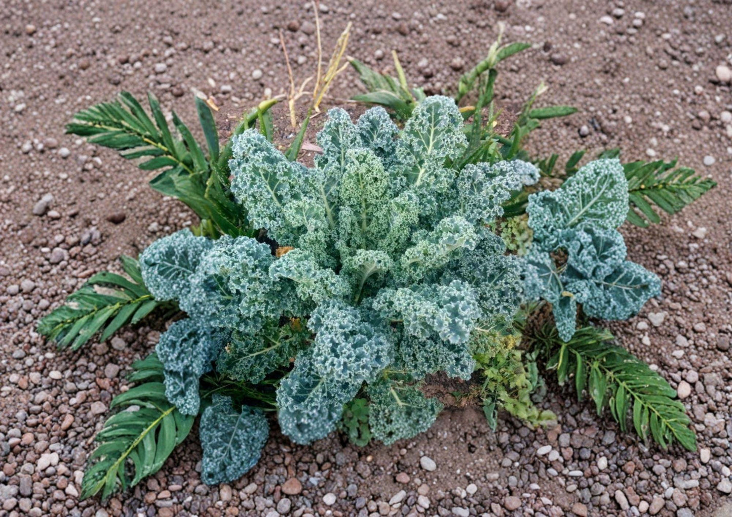 Dwarf Blue Scotch Kale Seeds - Heirloom Curly Leaf, Cold Hardy Vegetable Garden Plant, Nutritious Greens, Compact, Cool-Weather Crop