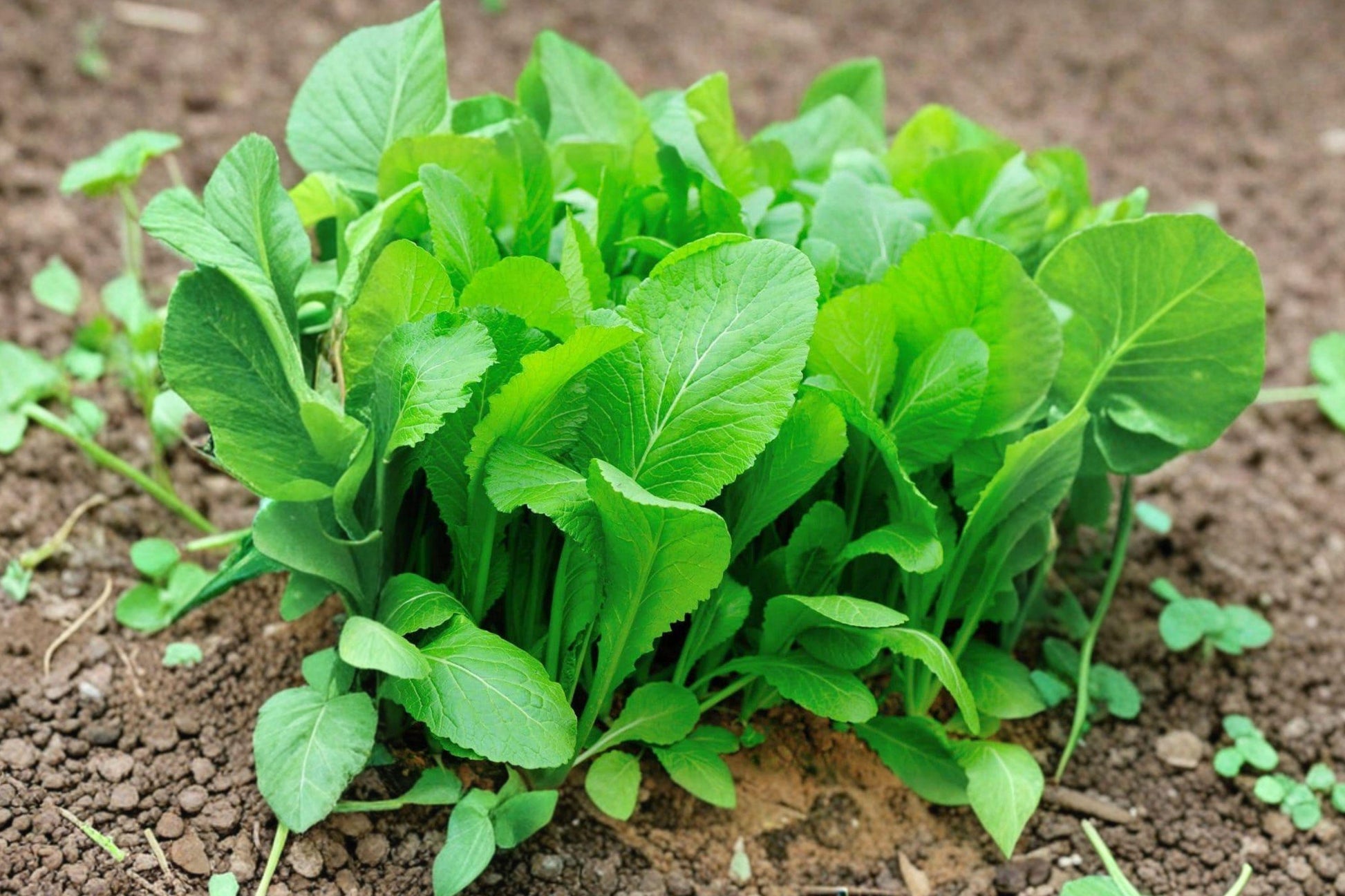 Komatsuna Tendergreen Seeds – Asian Green Leafy Vegetable, Mild Flavor, Fast Growing, Non-GMO, 500 Seeds