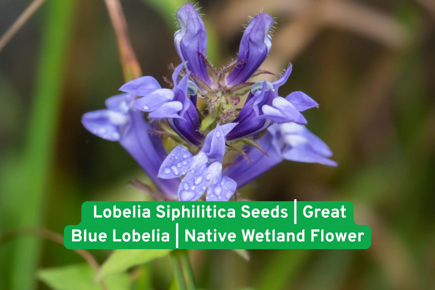 Lobelia siphilitica seeds, native wildflower, blue perennial, wetland plant, rain garden seeds, pollinator friendly, hummingbird attractor, native North American, moisture-loving plant, wildflower seeds, perennial flower seeds, blue flowering plant, pond edge plant