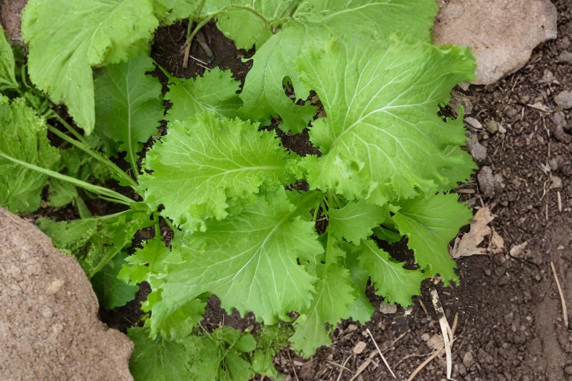 Southern Giant Curled Mustard Seeds – Heirloom, Non-GMO, Cold Hardy Leafy Green, Frilled Leaves, Peppery Flavor