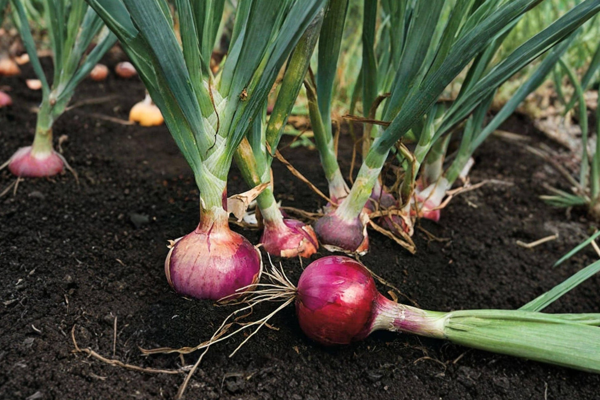Red Burgundy Onion Seeds - Heirloom, Non-GMO, Short Day Variety for Southern Gardens, Deep Red Bulbs, Mild Flavor