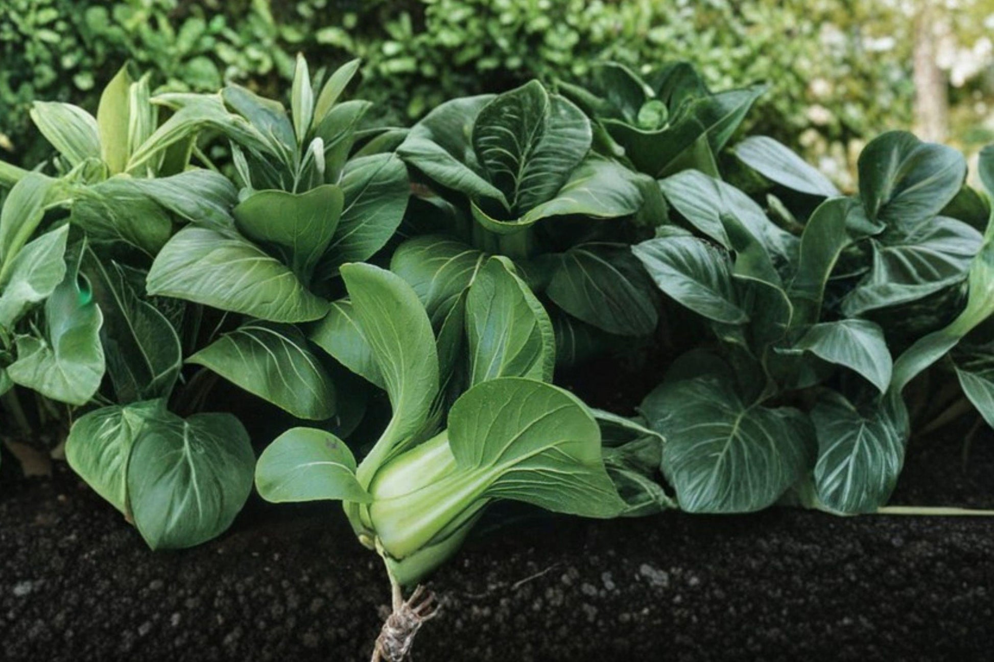 Dwarf Pak Choi Seeds, Compact Baby Bok Choy, Heirloom Non-GMO, Asian Cabbage for Spring & Fall Gardens
