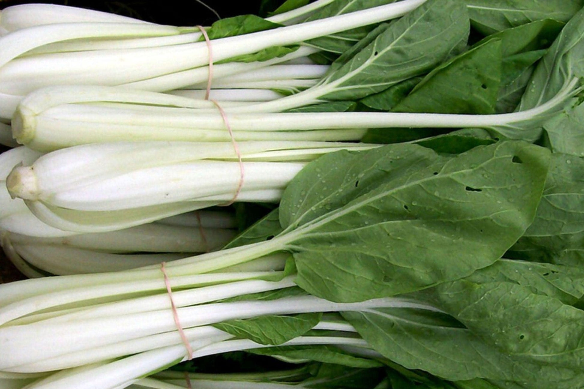Pak Choi White Stem Seeds – Heirloom Non-GMO Asian Cabbage for Crisp Stalks, Tender Leaves, Fast Growing, Cool Season Vegetable
