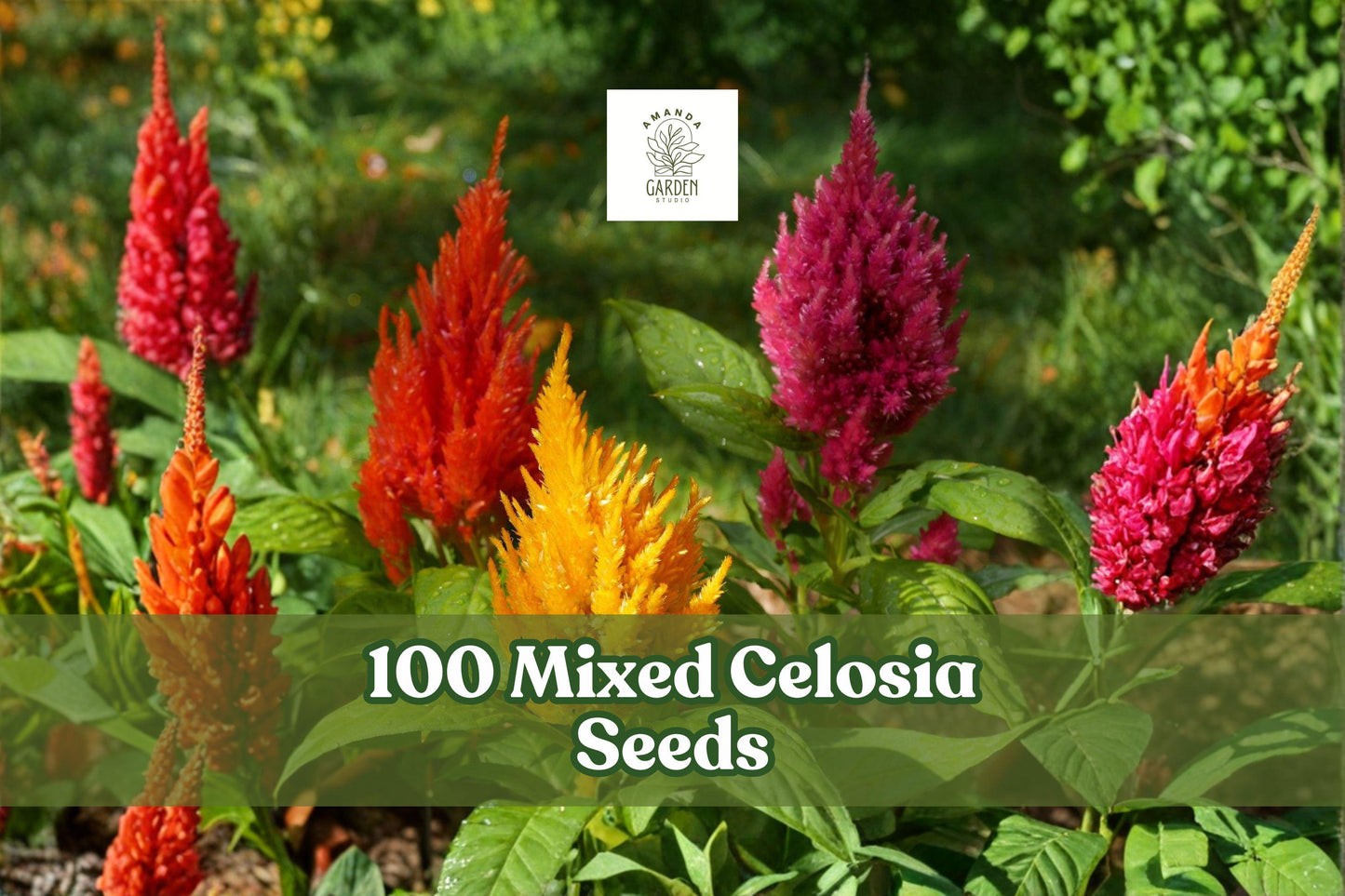 100 Mixed Celosia Seeds – Pampas Plume, Vibrant Feathery Flower, Annual Garden Flower, Celosia argentea