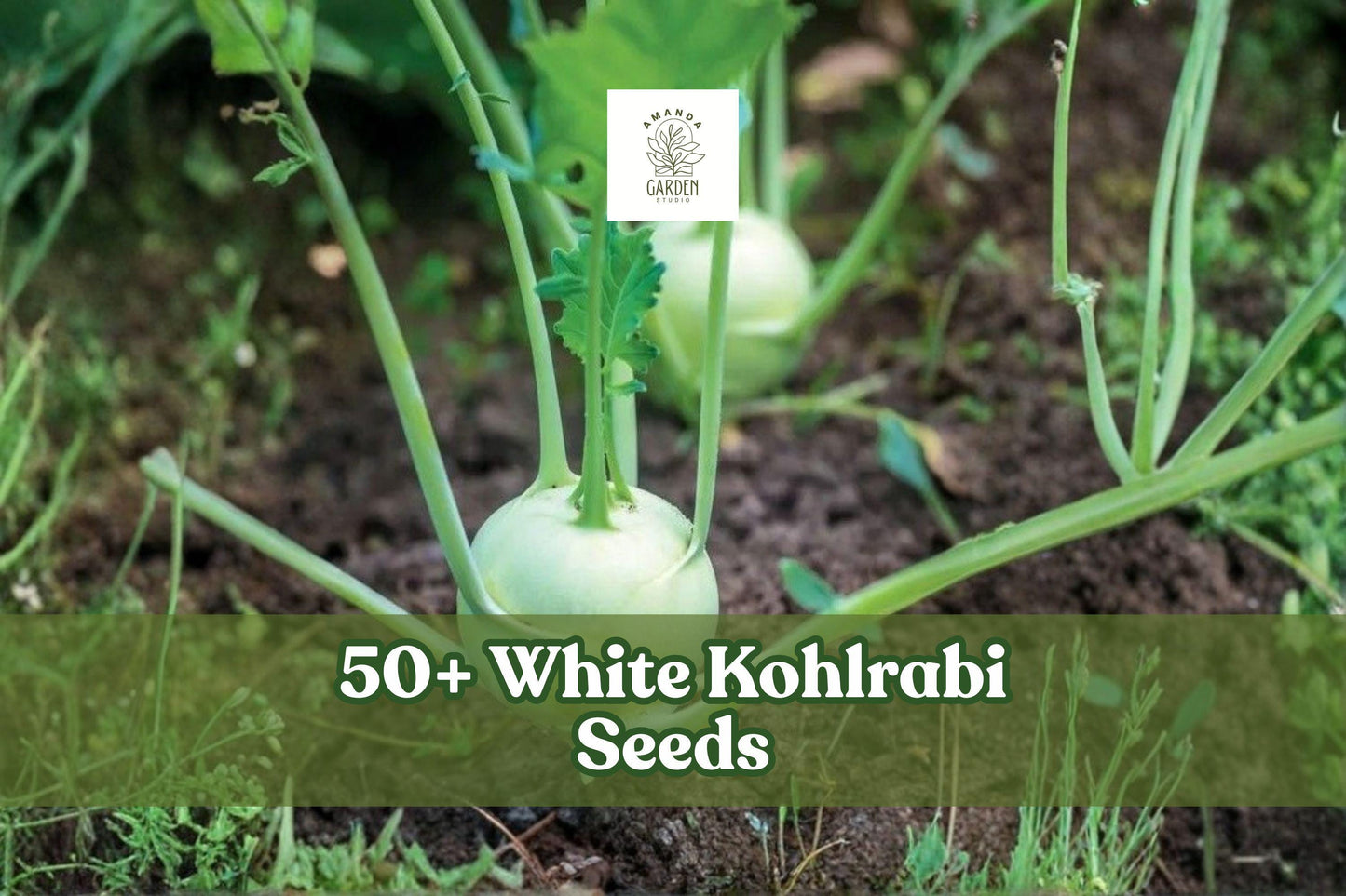 White Kohlrabi Seeds – Beas Variety, Brassica oleracea, Cool-Season Vegetable, 50+ Seeds for Spring & Fall Gardens