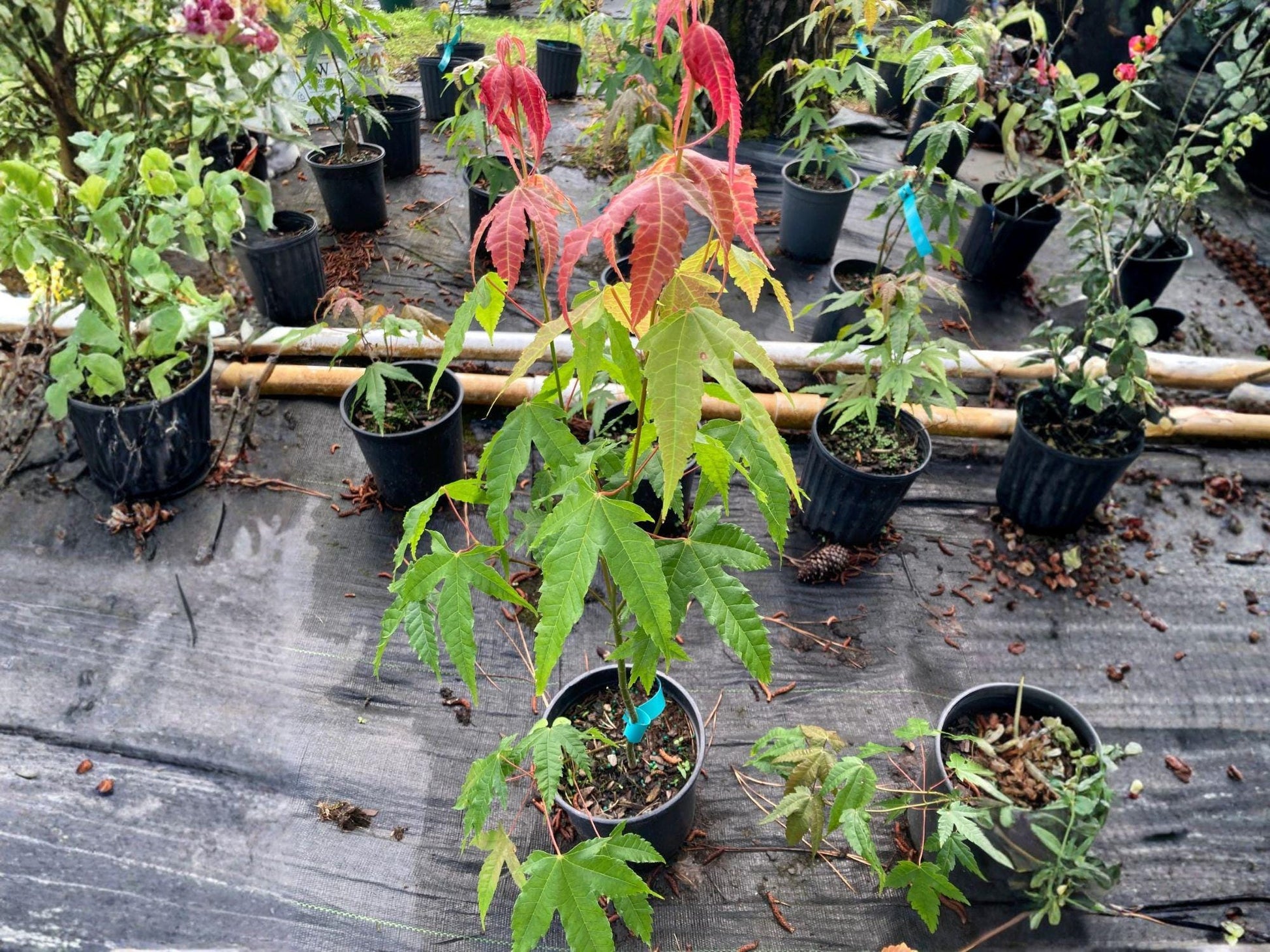 Acer Elegantulum Seeds – Rare Chinese Maple Tree for Bonsai & Garden, Ornamental Landscape Tree, 10 Seeds
