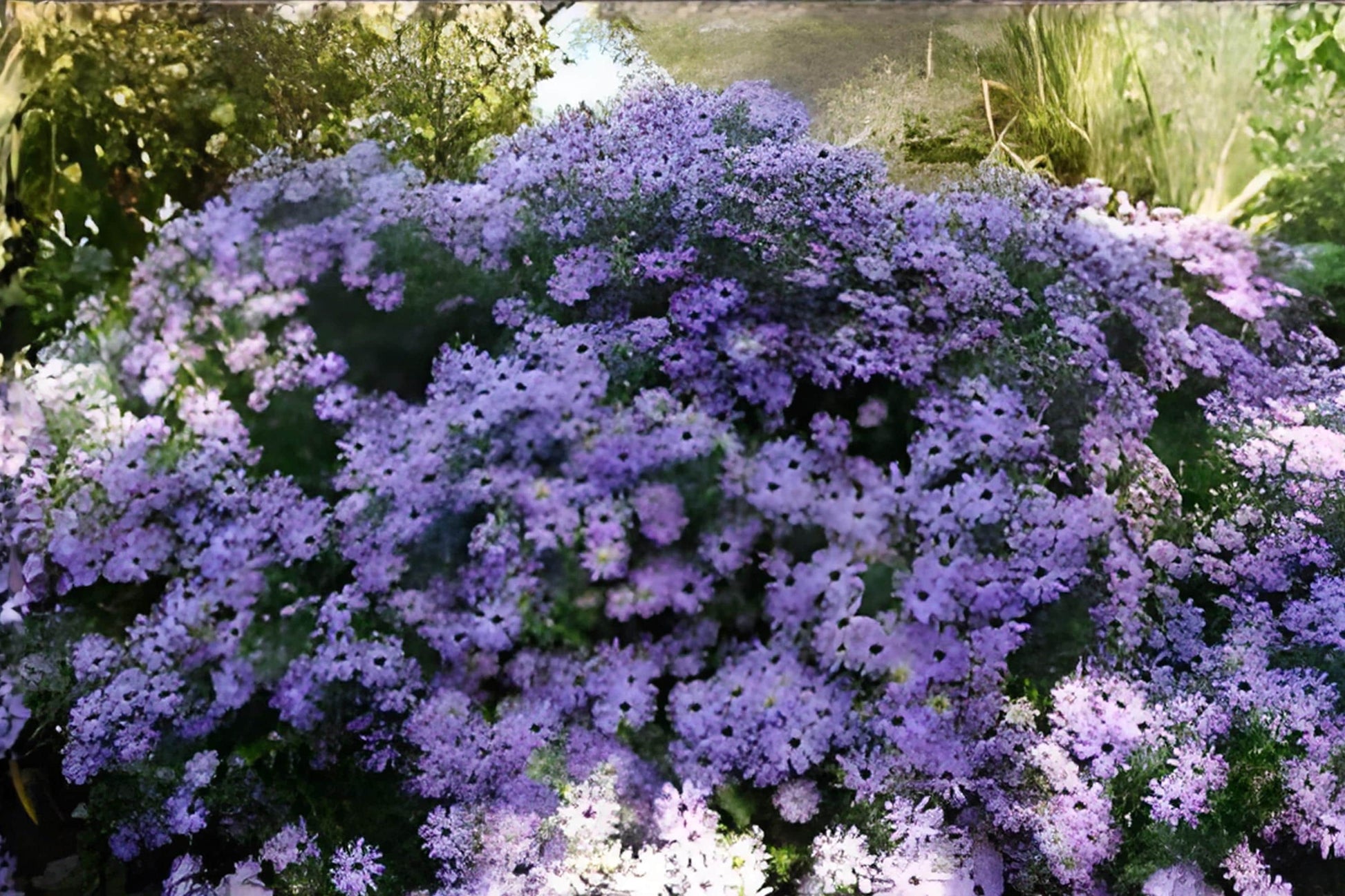 Aromatic Aster Seeds (100) | Native Perennial with Fragrant Foliage & Vibrant Purple-Blue Flowers | Symphyotrichum oblongifolium