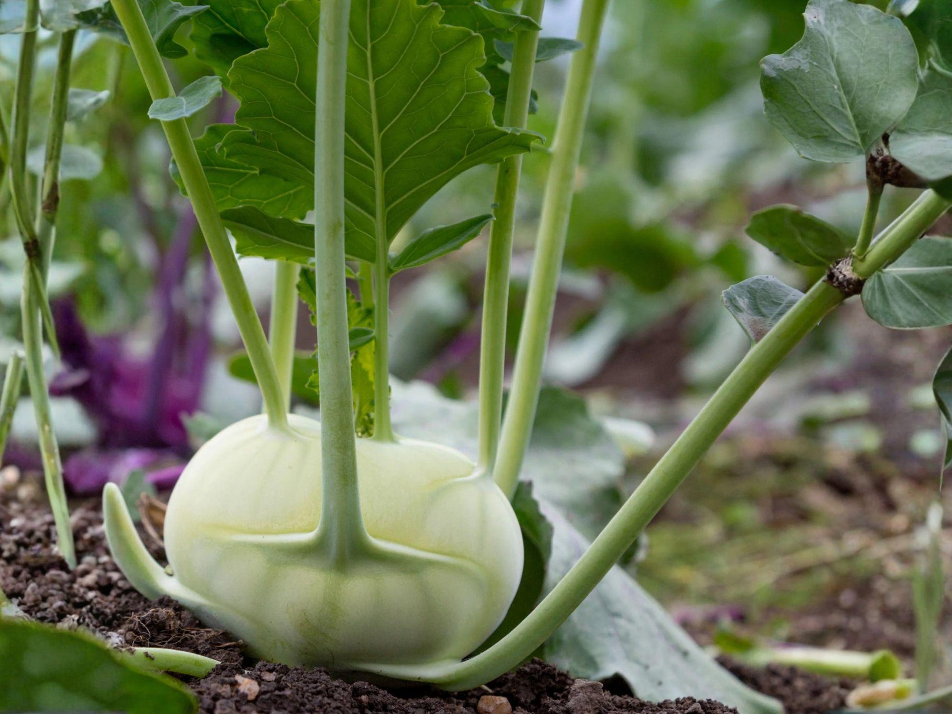 White Vienna Kohlrabi Seeds – Heirloom Vegetable Bulbs for Spring & Fall Garden, Edible Leaves, Crisp Flesh, 100 Seeds