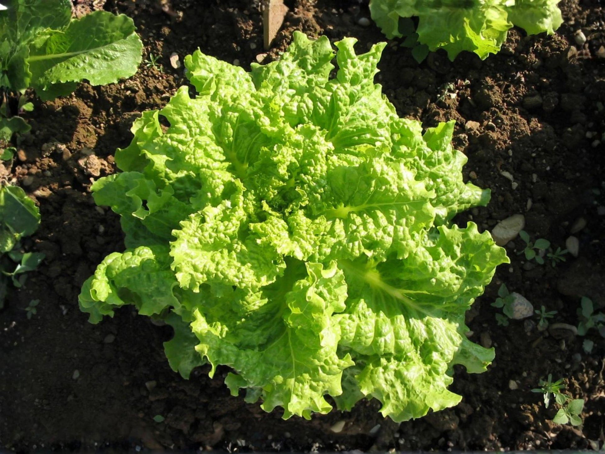Black Seeded Simpson Lettuce Seeds – Heirloom Loose-Leaf Vegetables for Salad, Fast-Growing Lactuca sativa